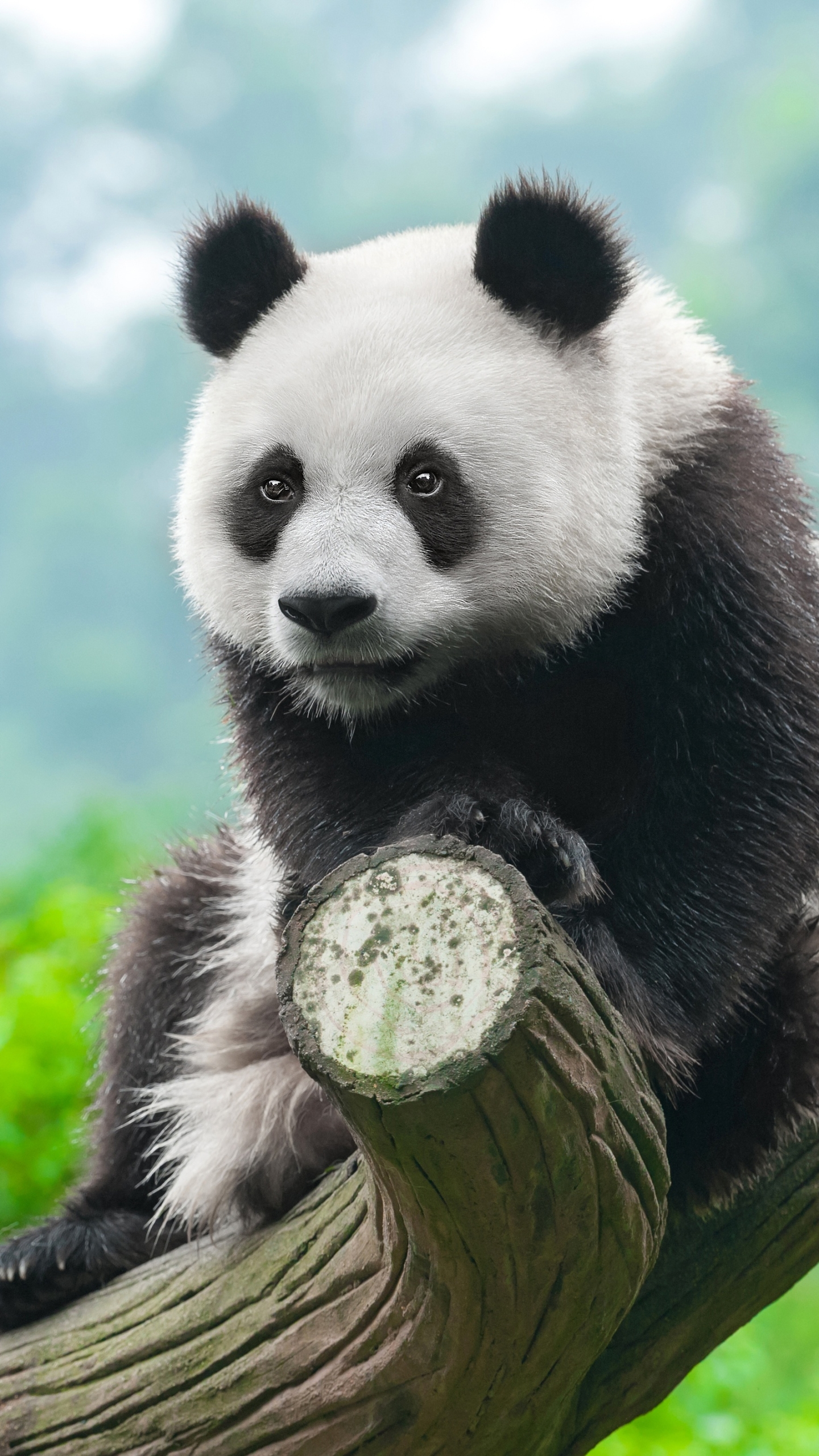 Panda Phone Wallpaper
