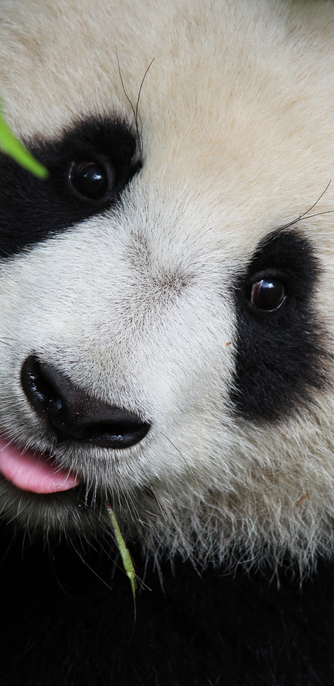 Download Panda wallpaper for mobile