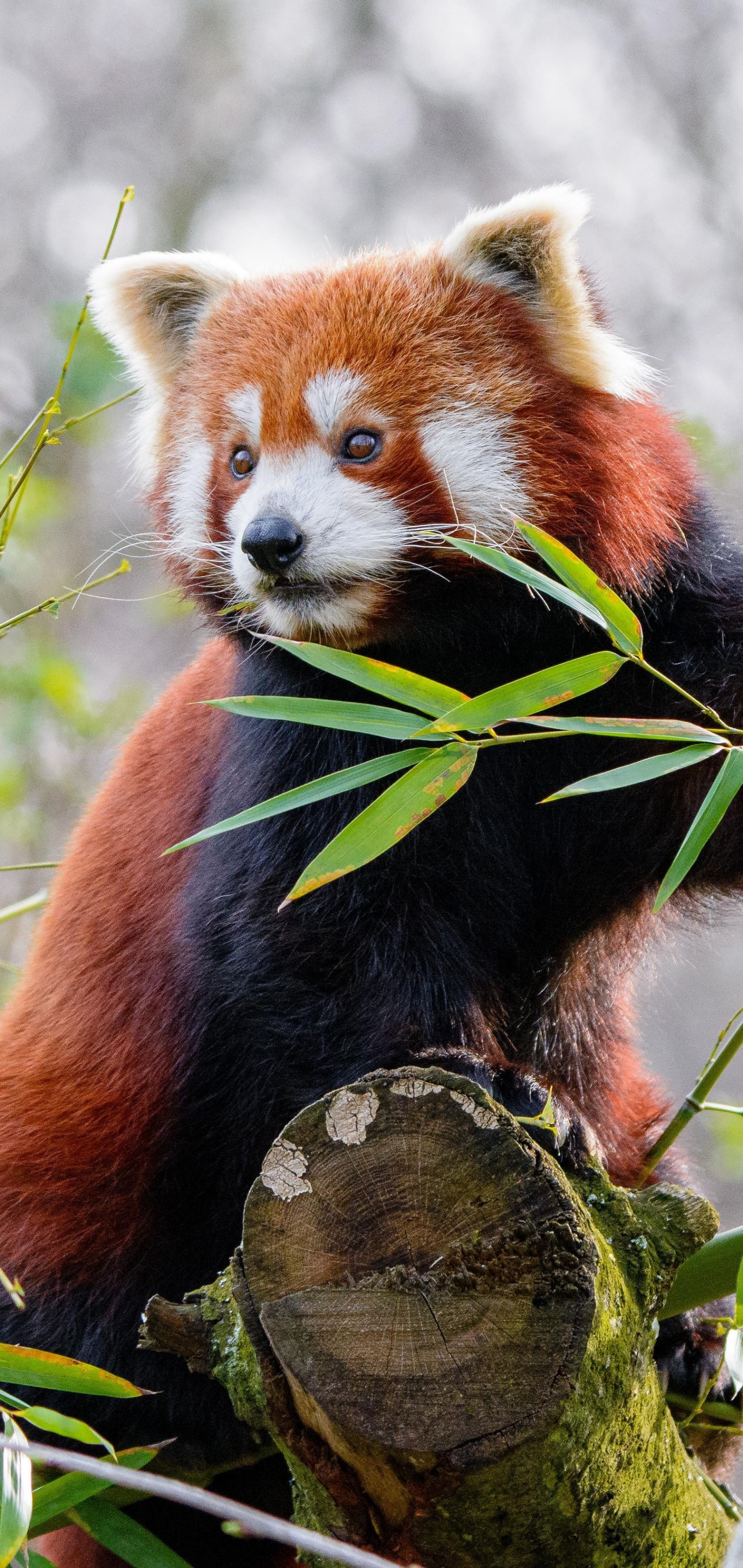 Animal Red Panda Phone Wallpaper