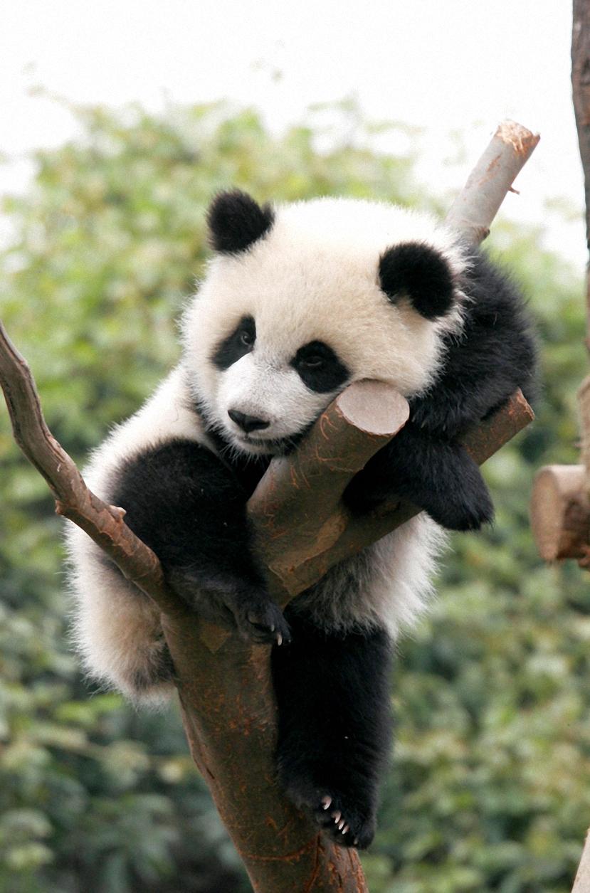Cute baby panda Wallpaper Mobile Walls