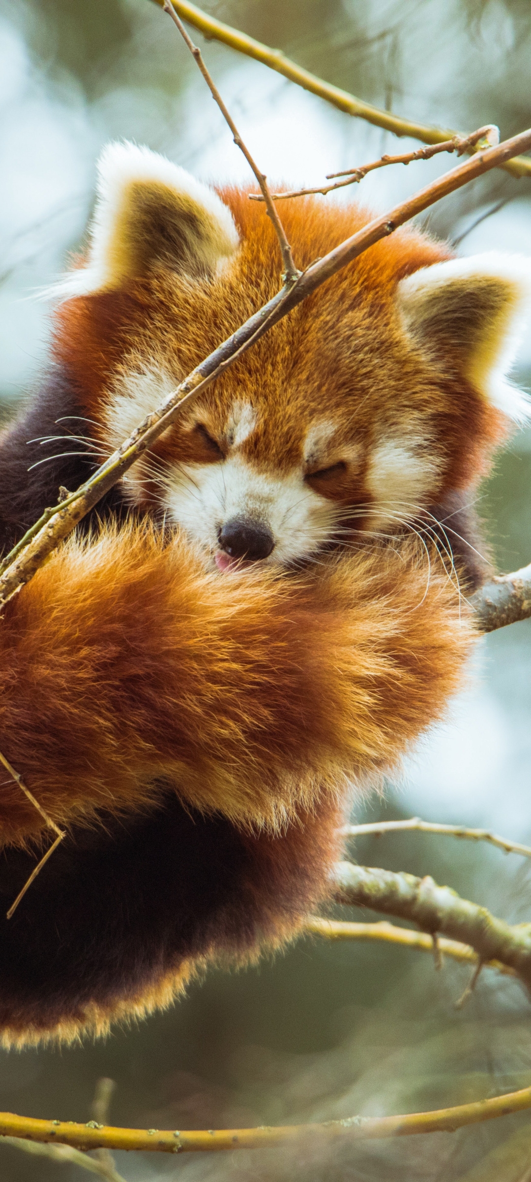 Animal Red Panda Phone Wallpaper