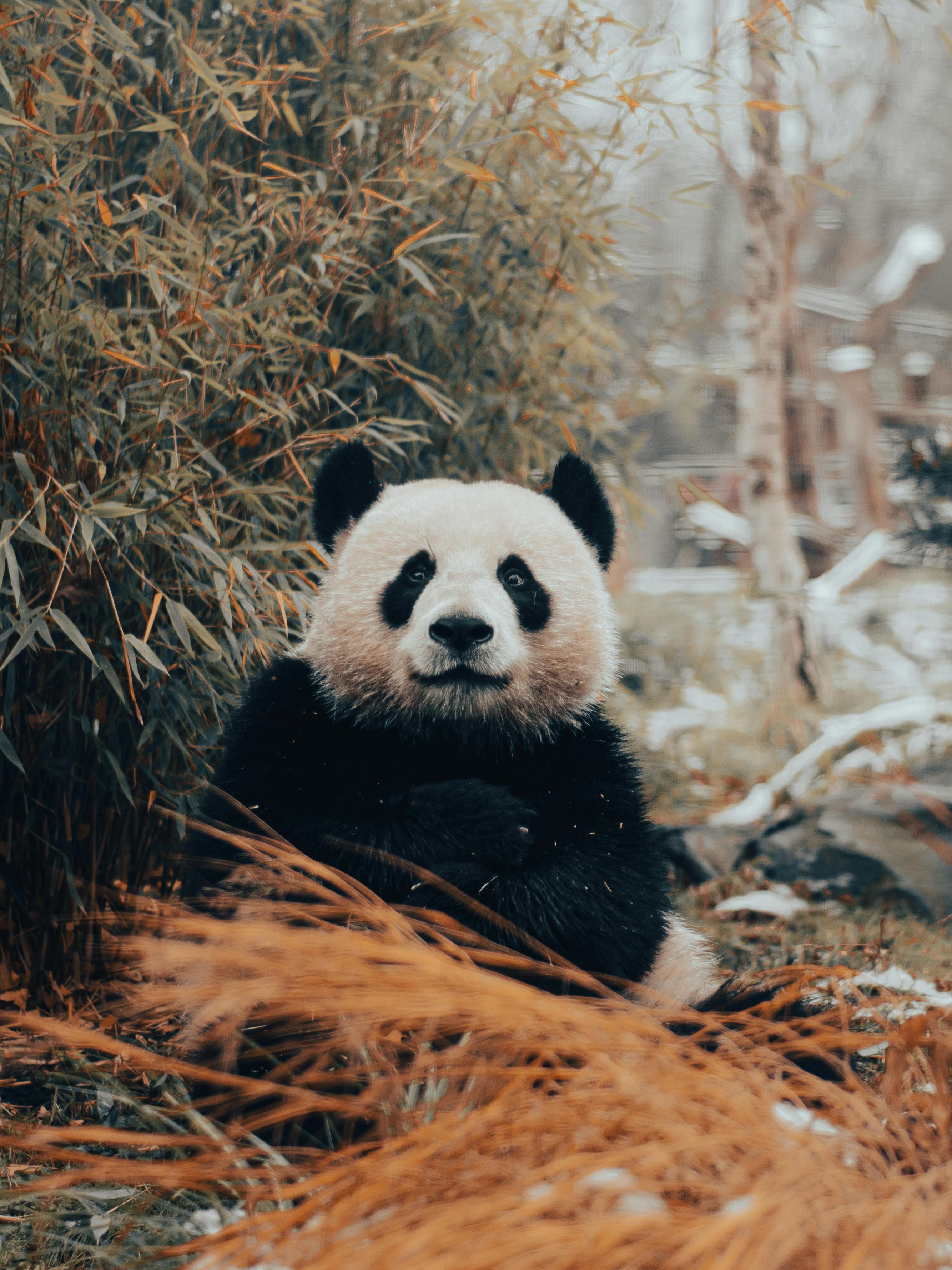 Best Panda Photo · 100% Free