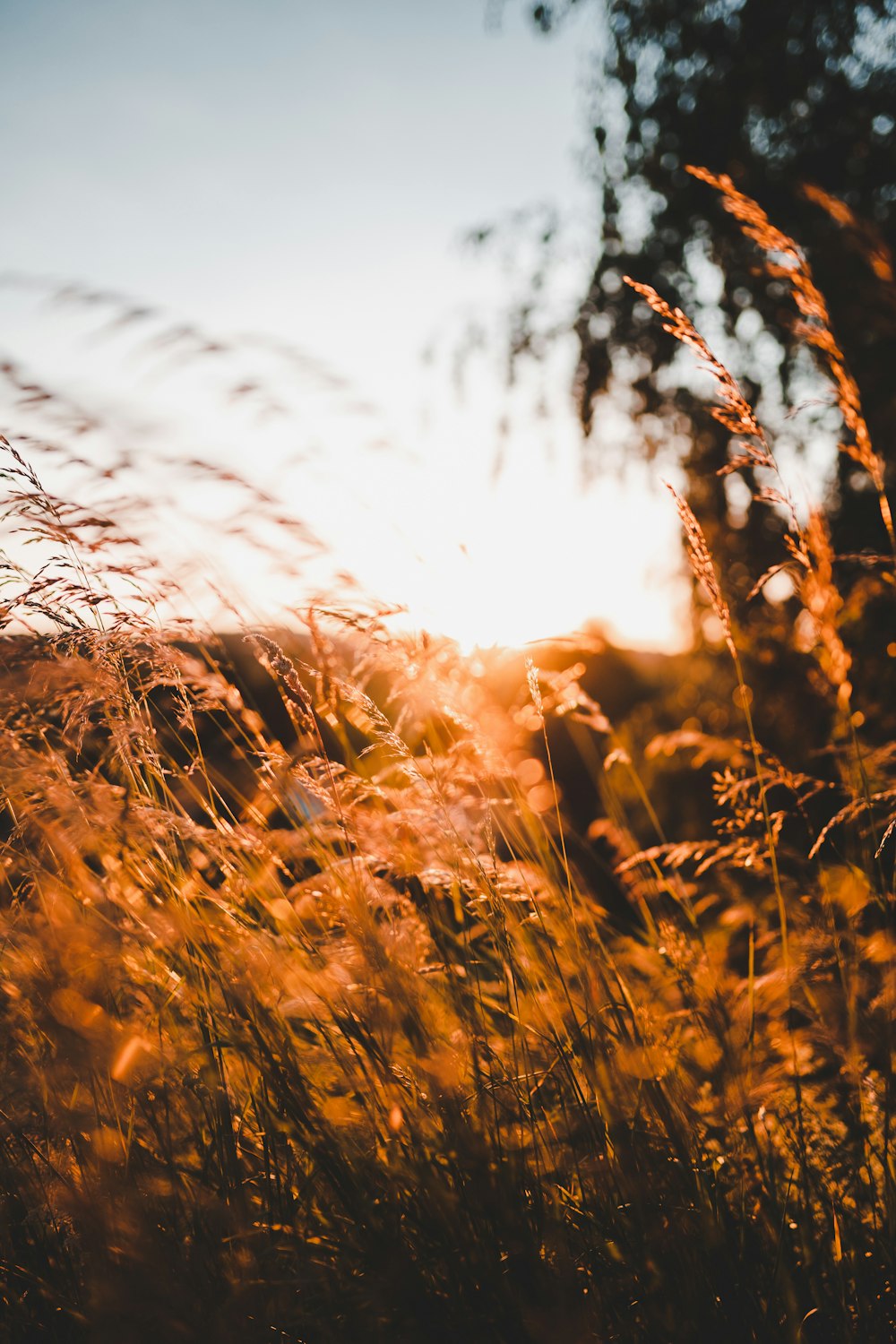 Brown grass under white sky during