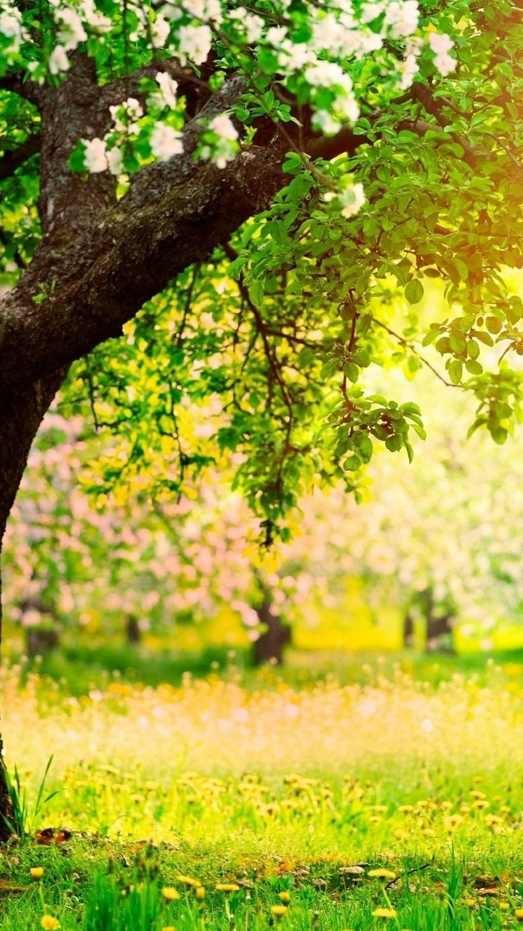 Cute Spring Phone Wallpaper