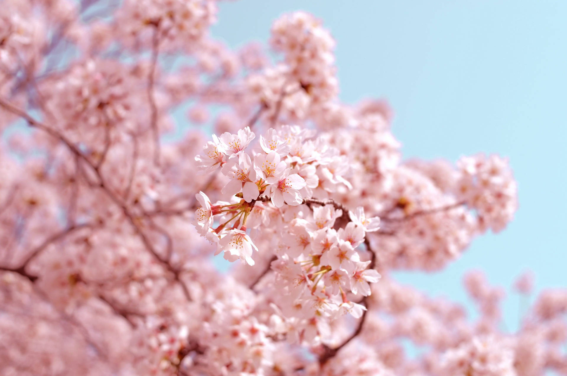 Spring Aesthetic Background