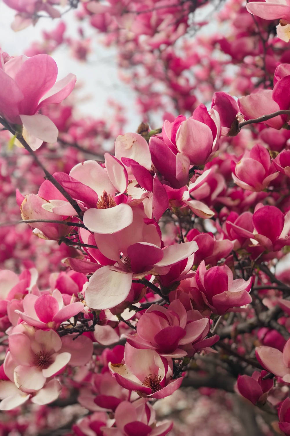Free Aesthetic Spring HD Wallpaper