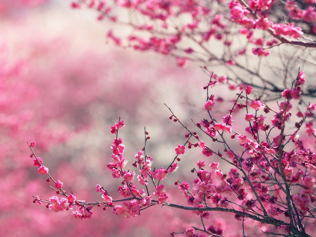 Pink Blossom Nature Flower Spring Love