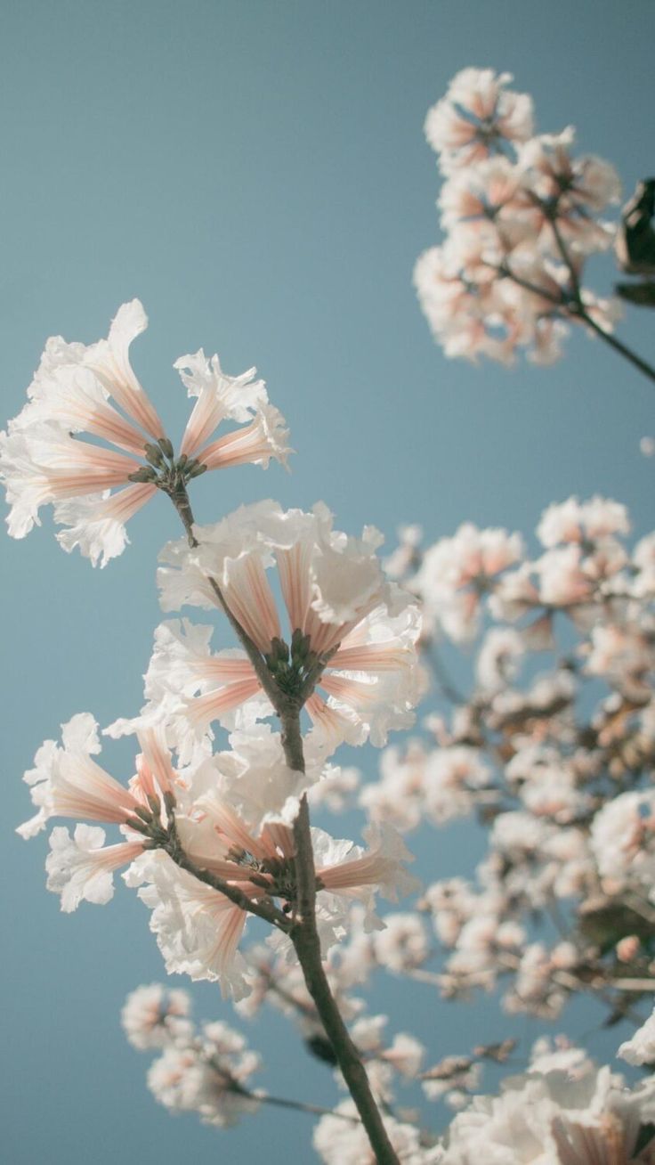 Best HD Spring Phone Wallpaper