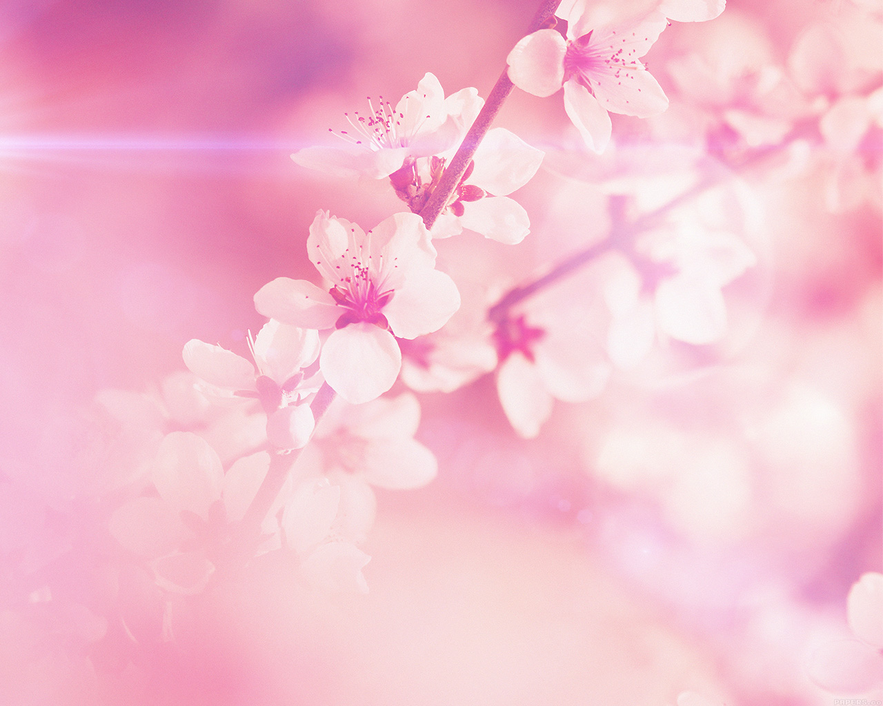 Spring Flower Pink Cherry Blossom