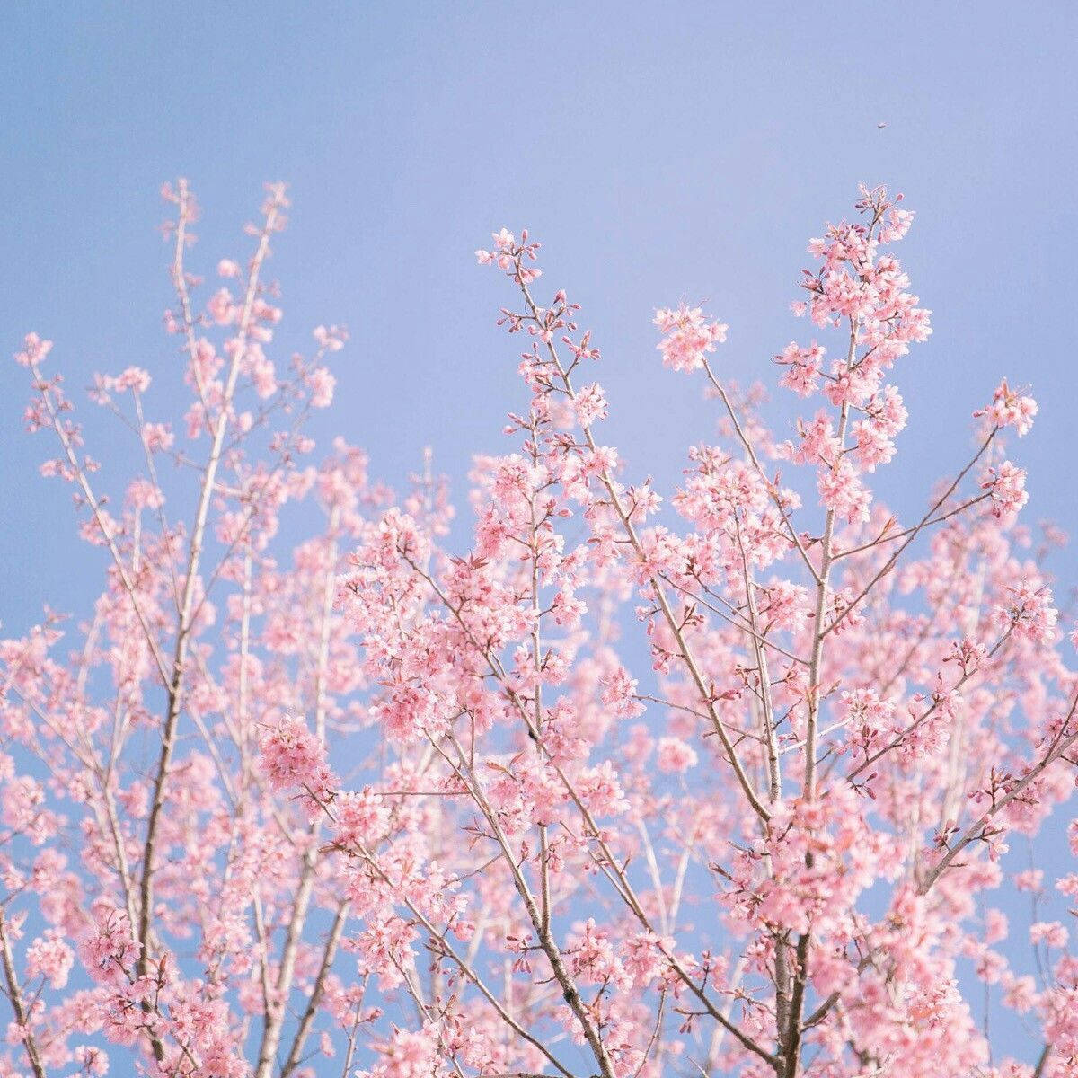 Free Aesthetic Spring HD Wallpaper
