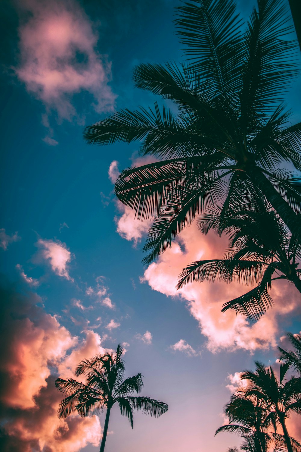 Tropical Wallpaper: Free HD Download