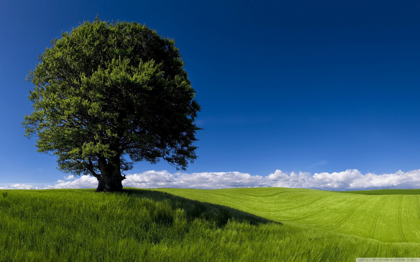 Ultra HD Desktop Background Wallpaper