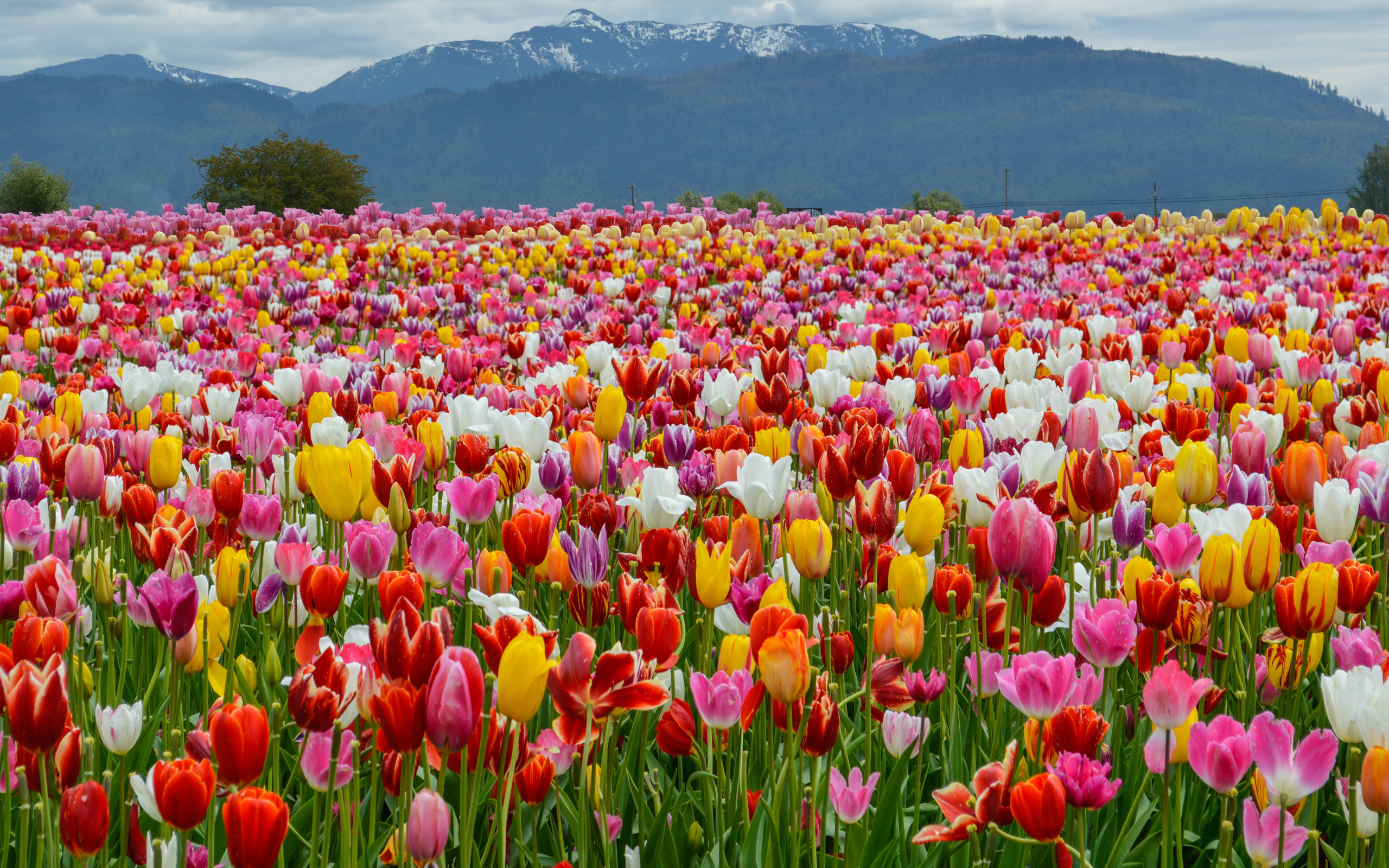 flowers in resolution 2560x1600