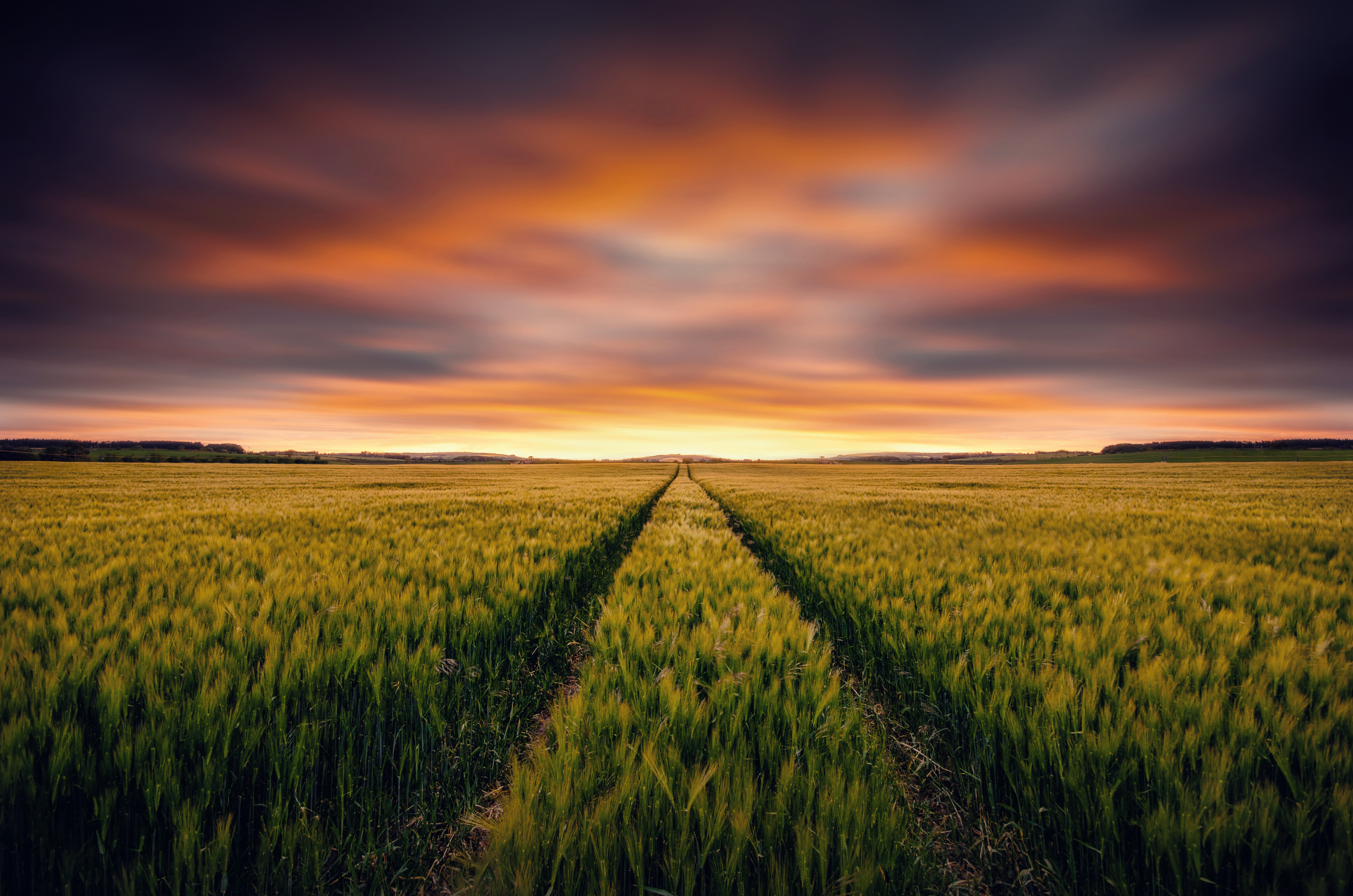 Nature Wheat 4k Ultra HD Wallpaper