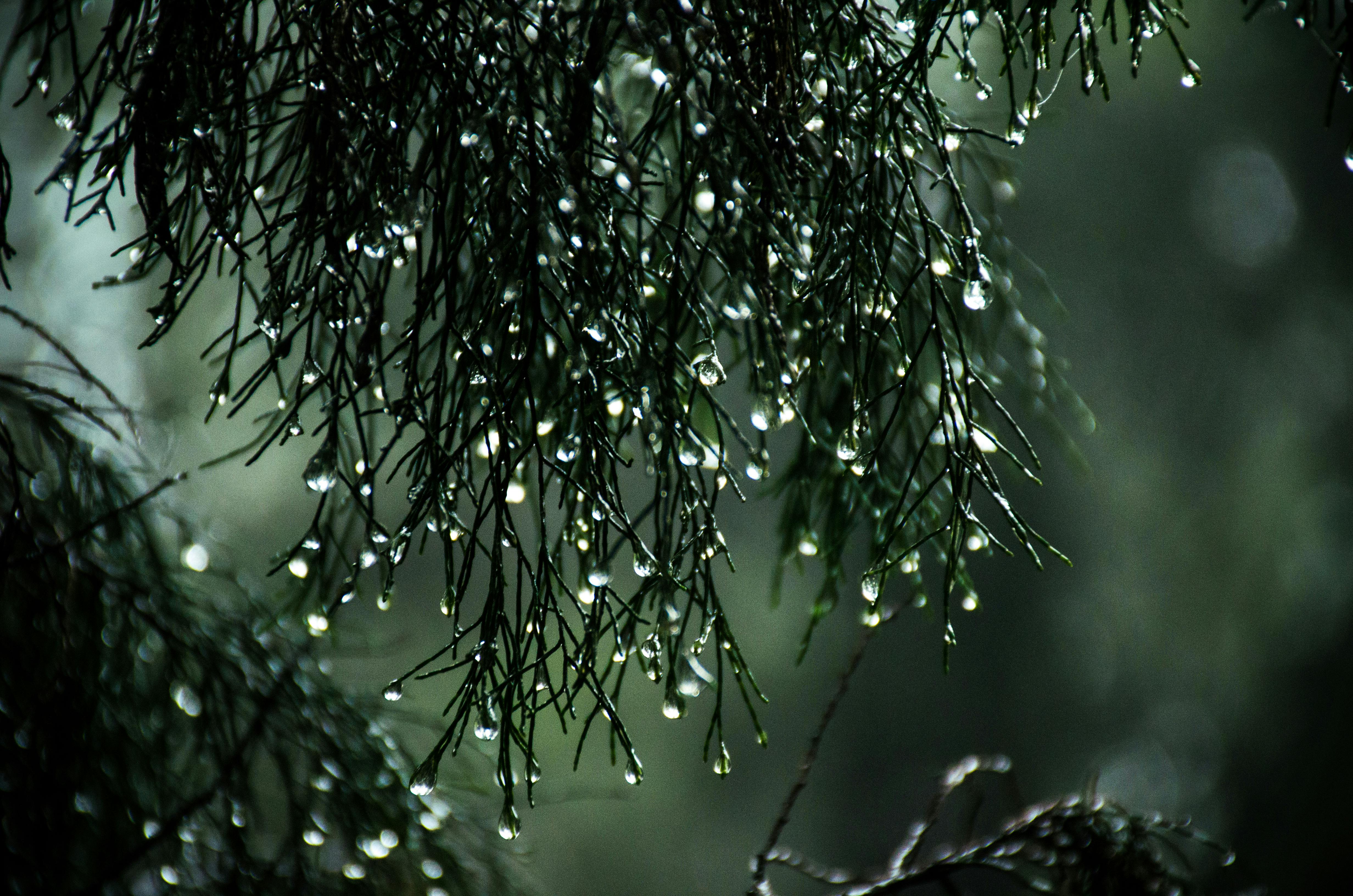 Nature Rain Wallpaper Photo, Download