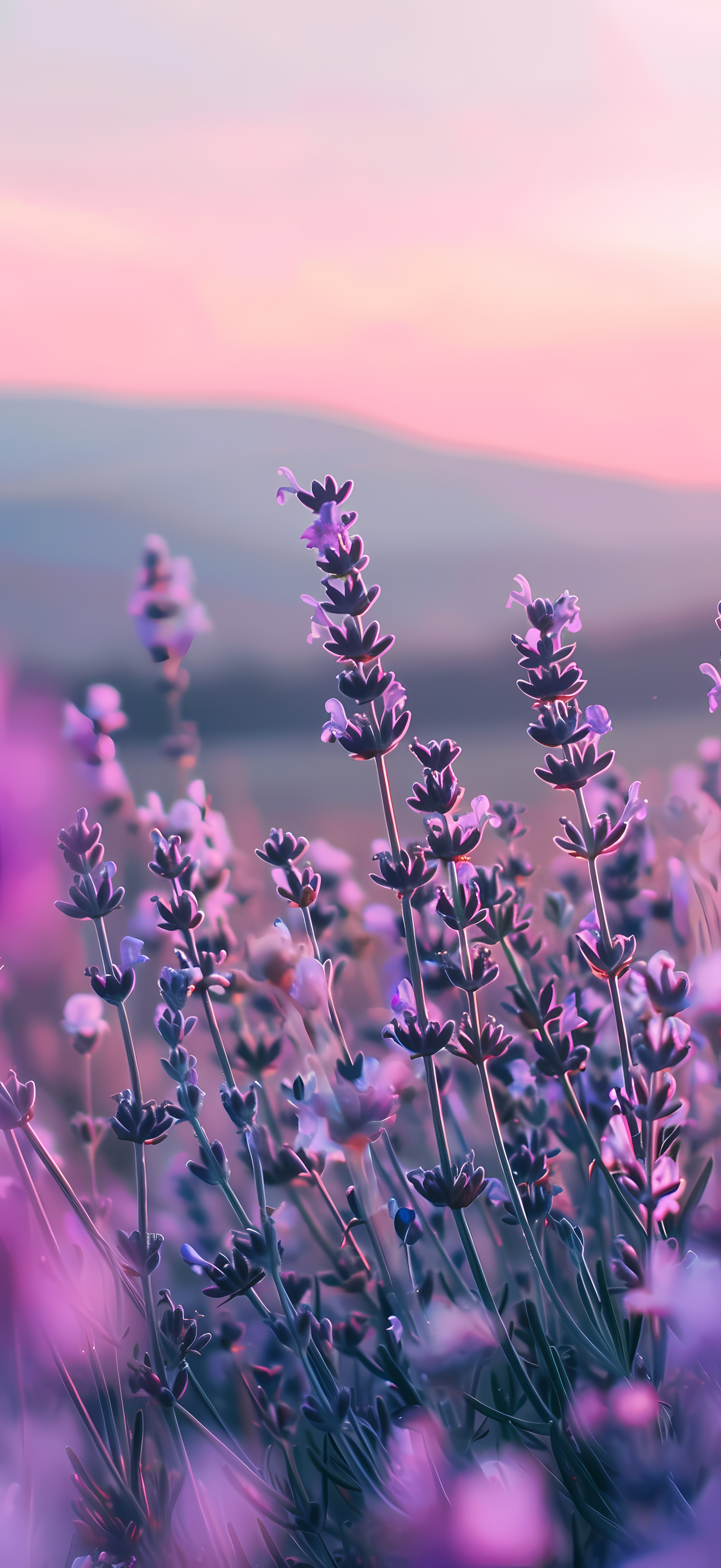 Best Purple iPhone Wallpaper 2024