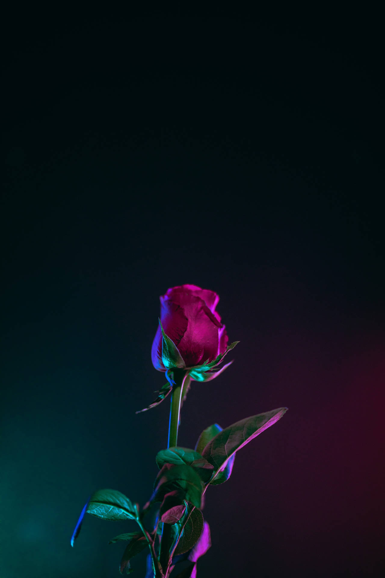 Download Neon Aesthetic Dark HD Flowers