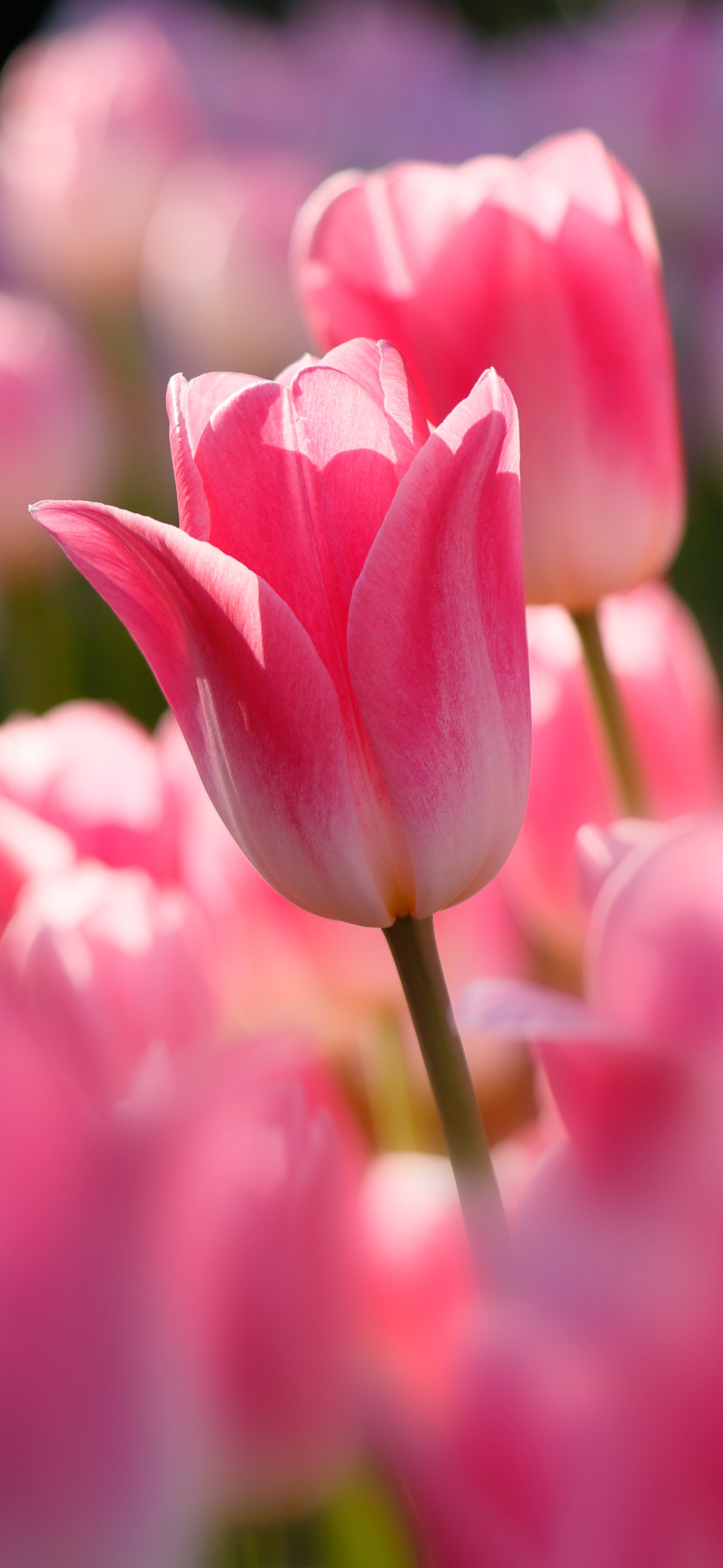Pink Flower Tulip Phone Wallpaper