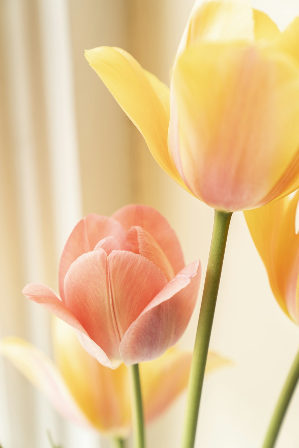 Tulip Picture HD