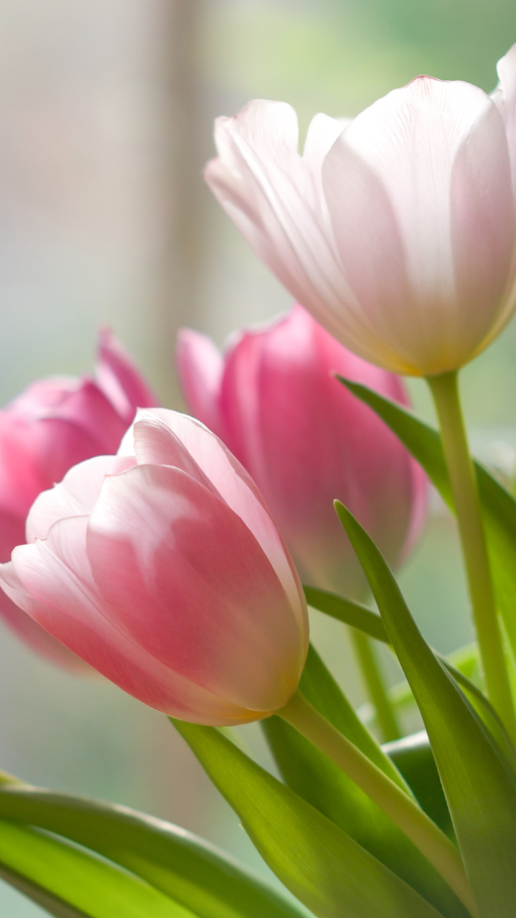 Download Nature Pink Flower Flower