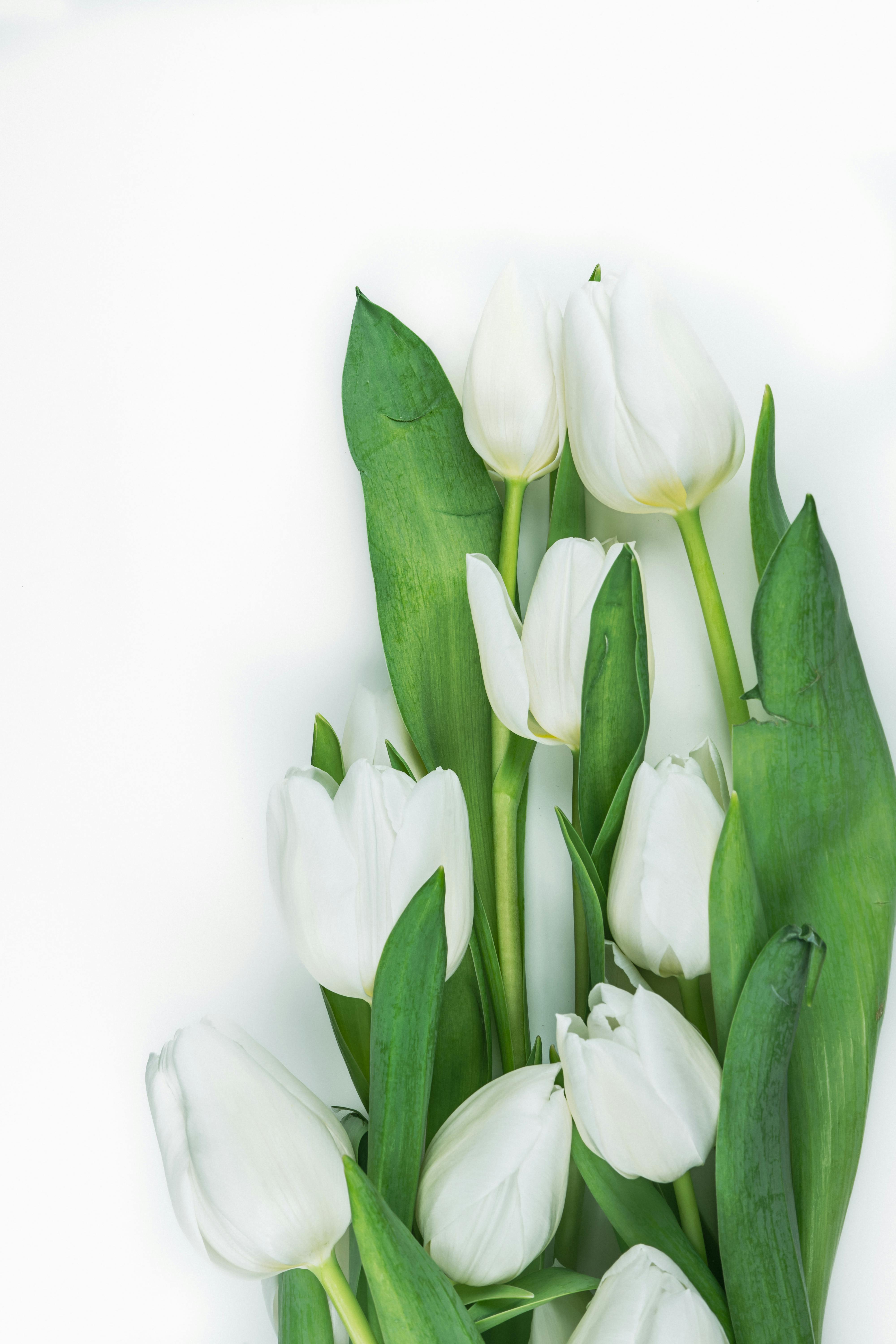 White Tulips Photo, Download The BEST