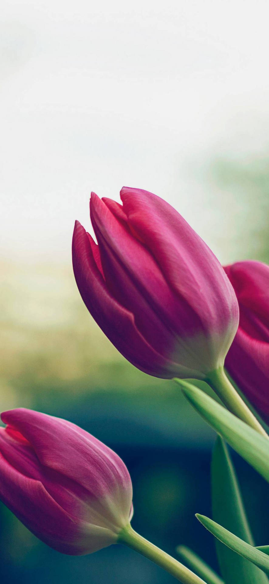 Download Pink Tulips Flower Phone