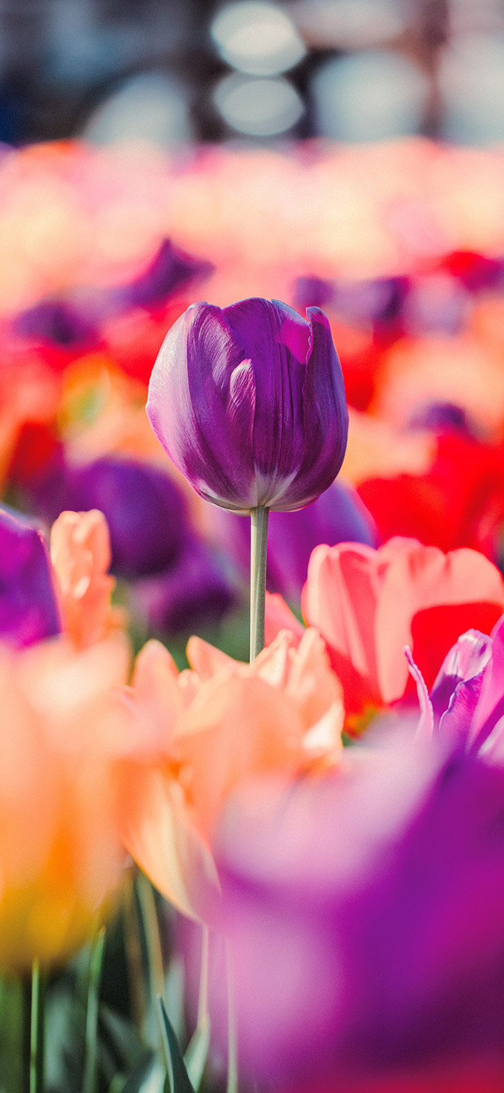 Purple Tulip Flowers 4K Phone Wallpaper