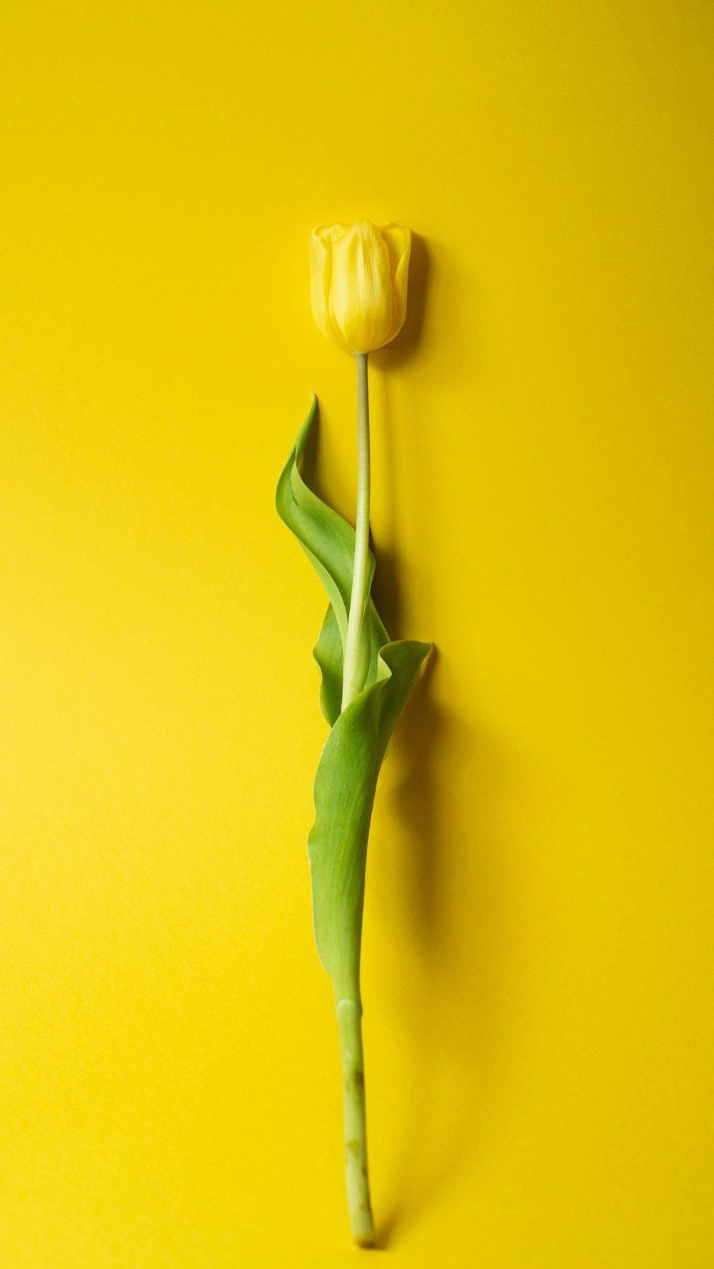 Yellow Tulip Picture. Download