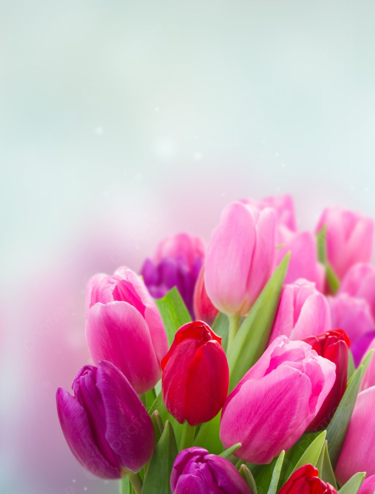 Tulip Background, Photo, and Wallpaper for Free Download
