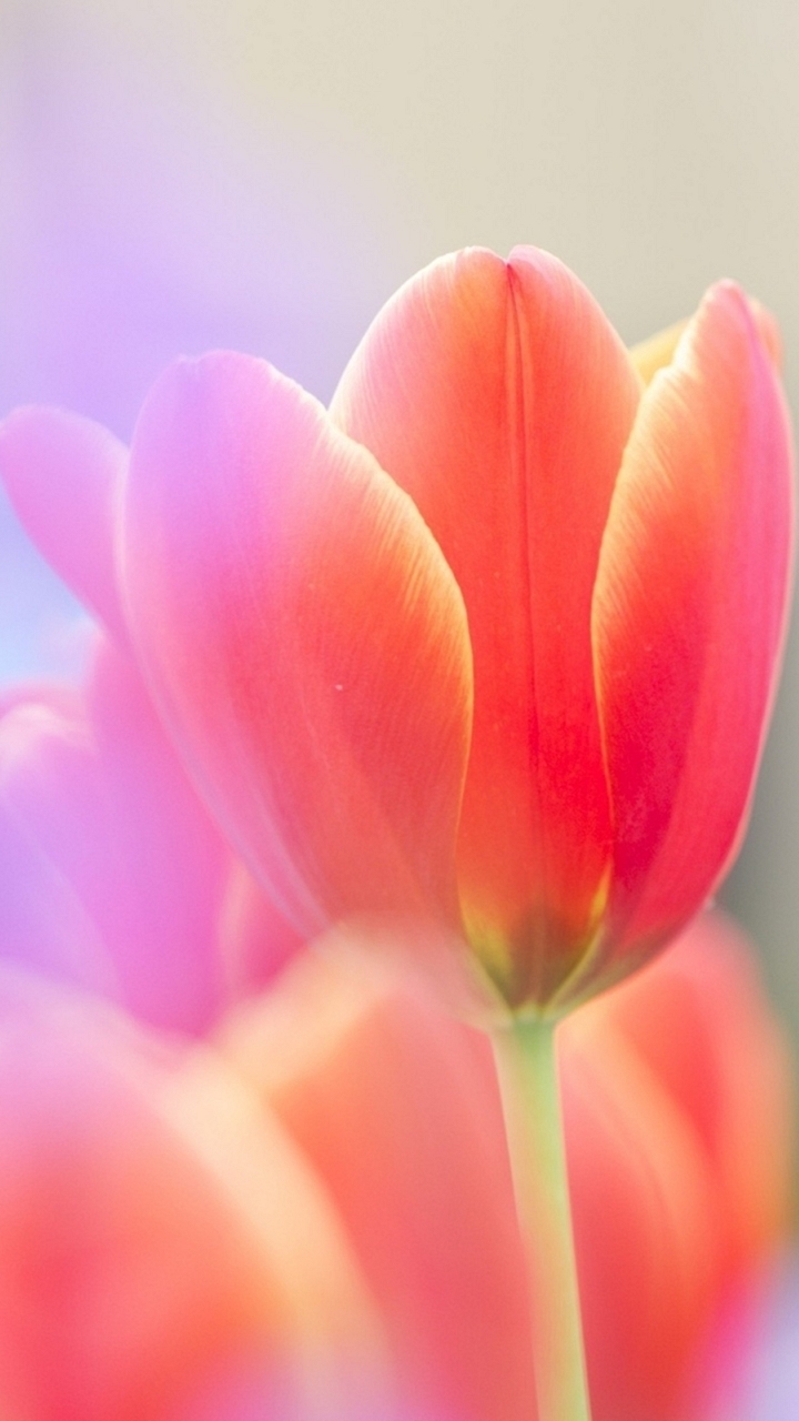Stunning Tulip Flower Phone Background