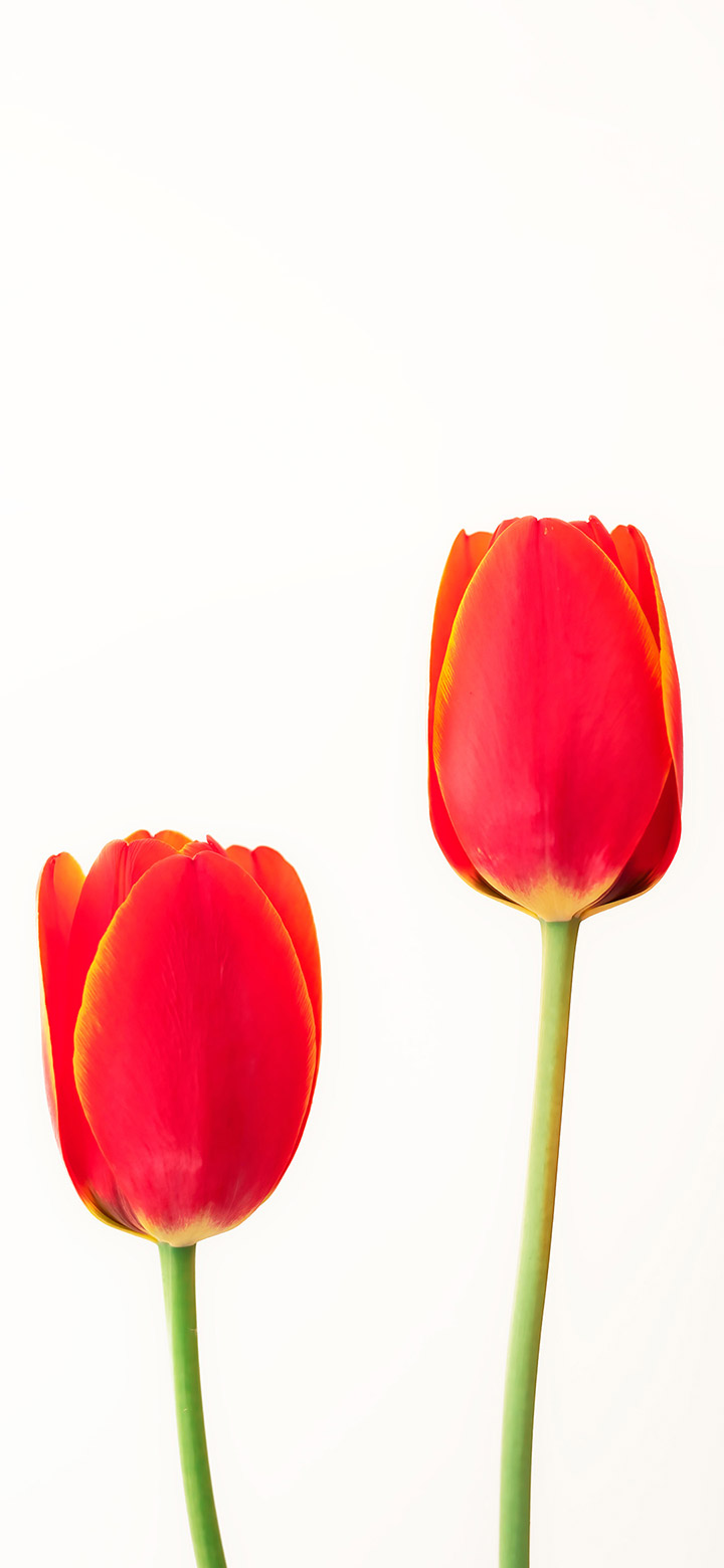 Elegant Tulip Flower 4K Phone Wallpaper
