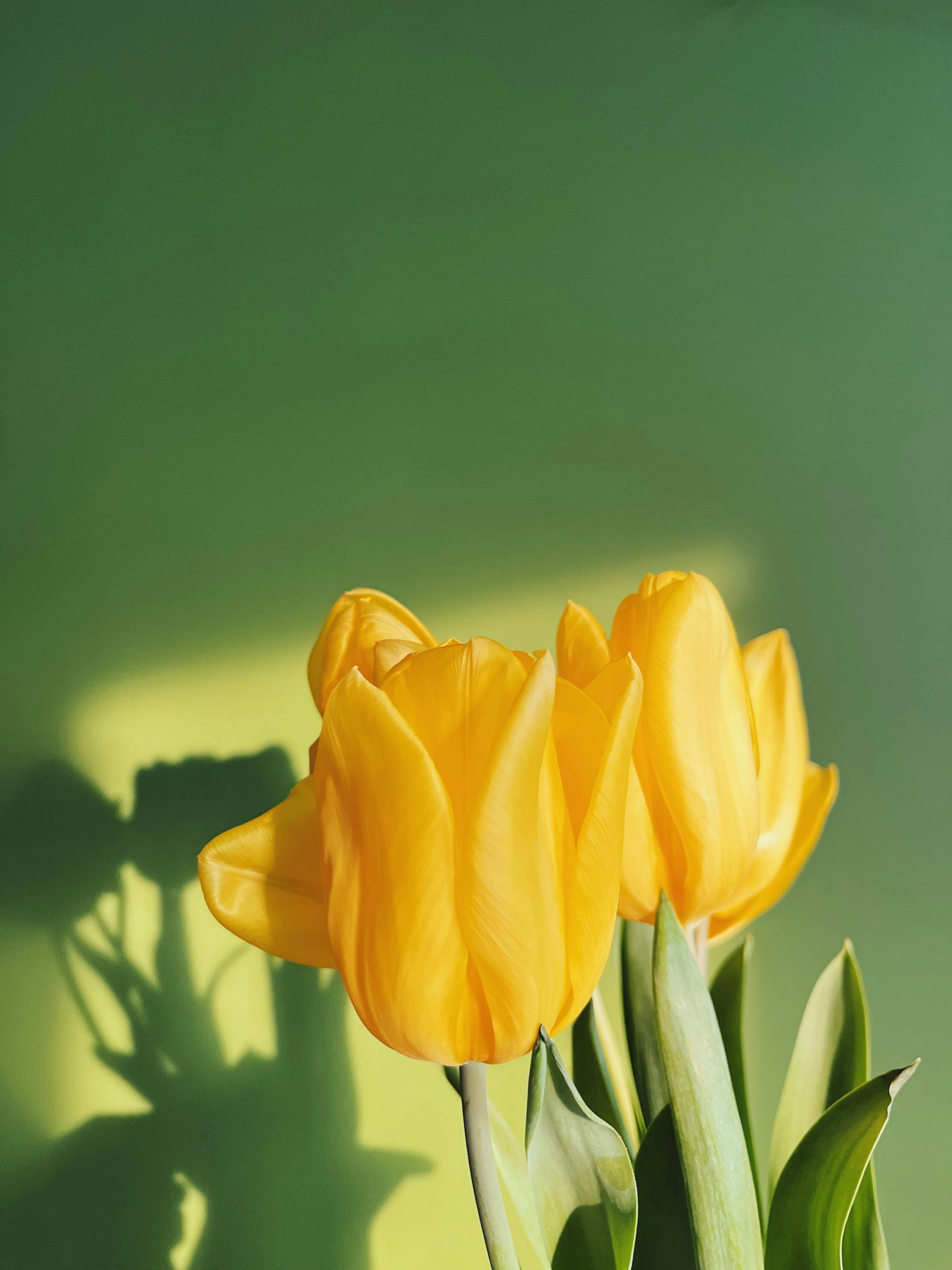 Yellow Tulips Photo, Download The BEST