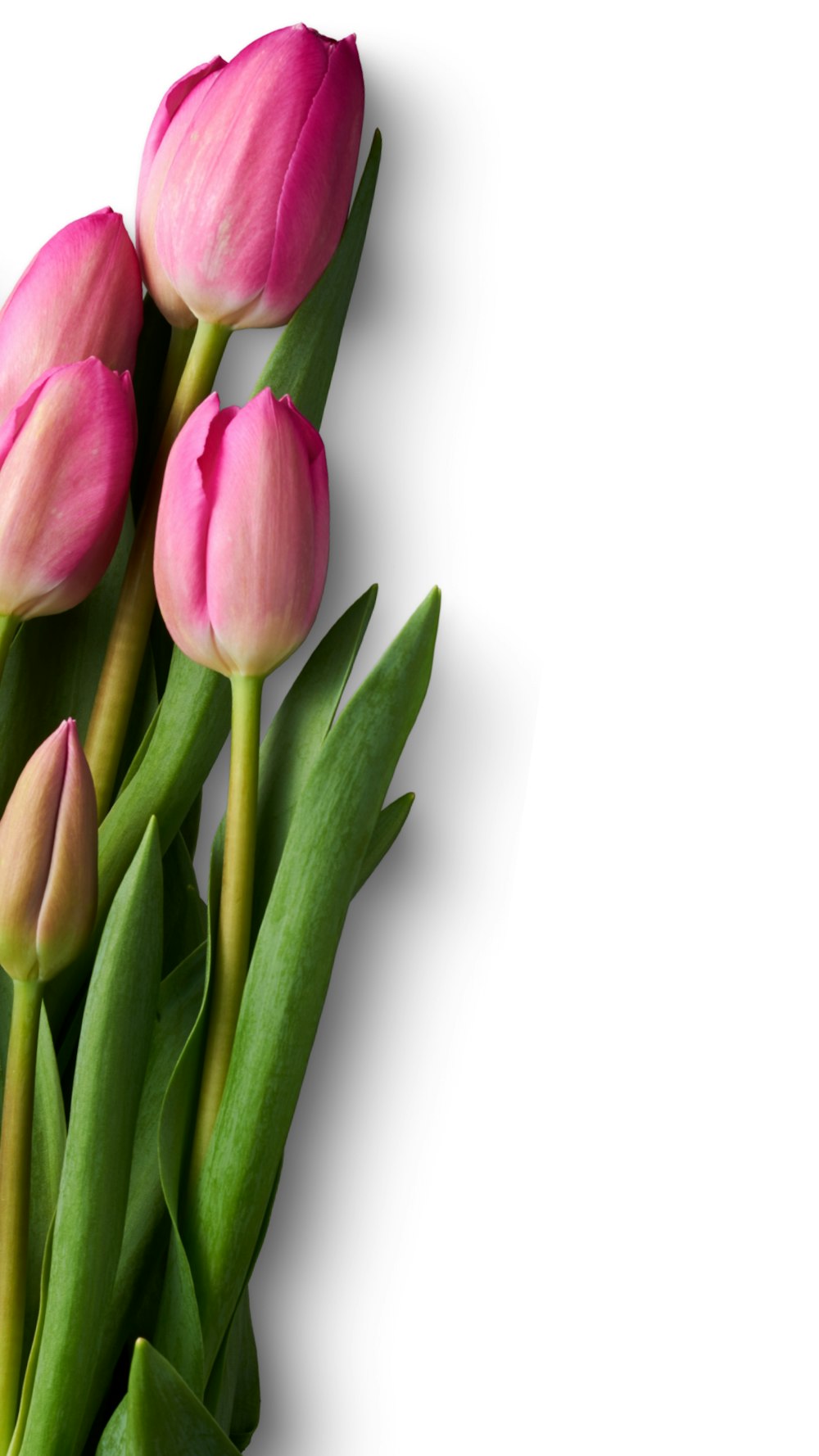 Tulip Picture HD