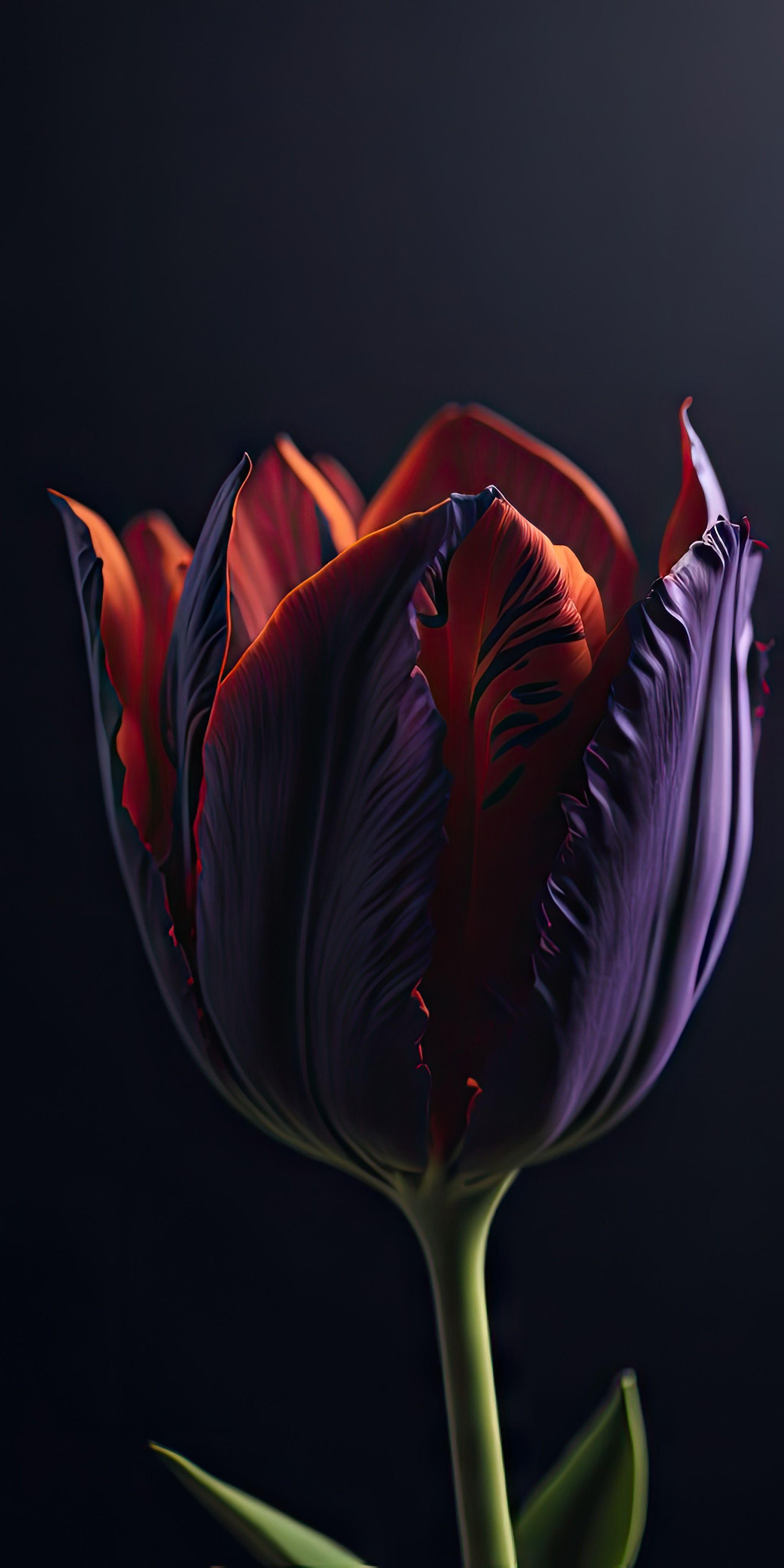 Tulip Flower (by Wallpop), r
