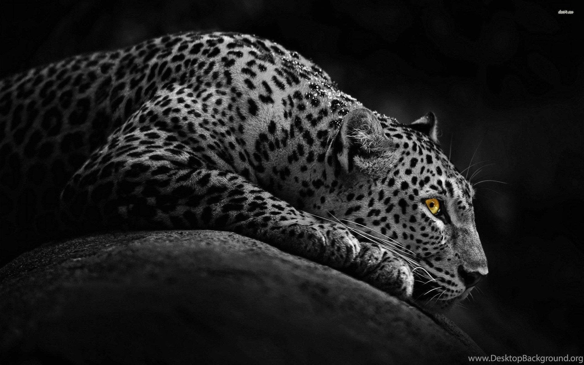 Download Leopard Wallpaper