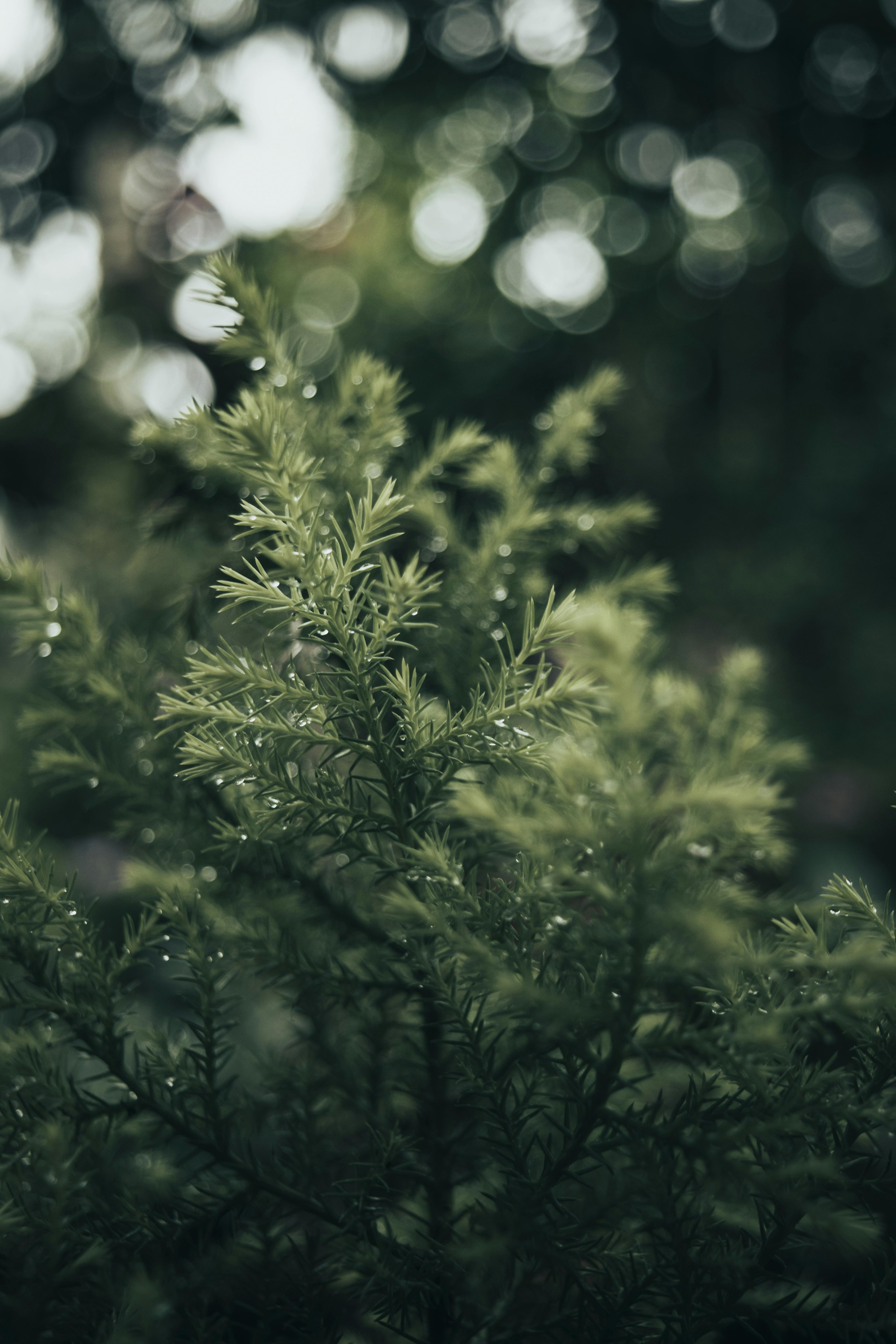 Monsoon Photo, Download The BEST Free