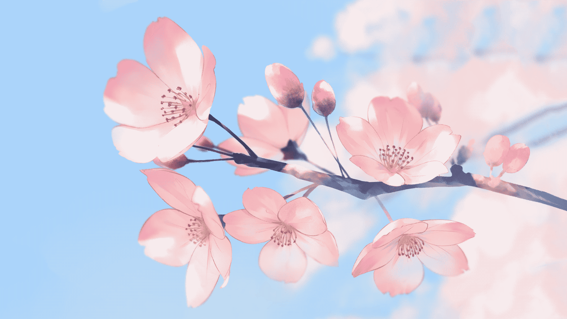 Sakura tree's flowers [1920x1080], r