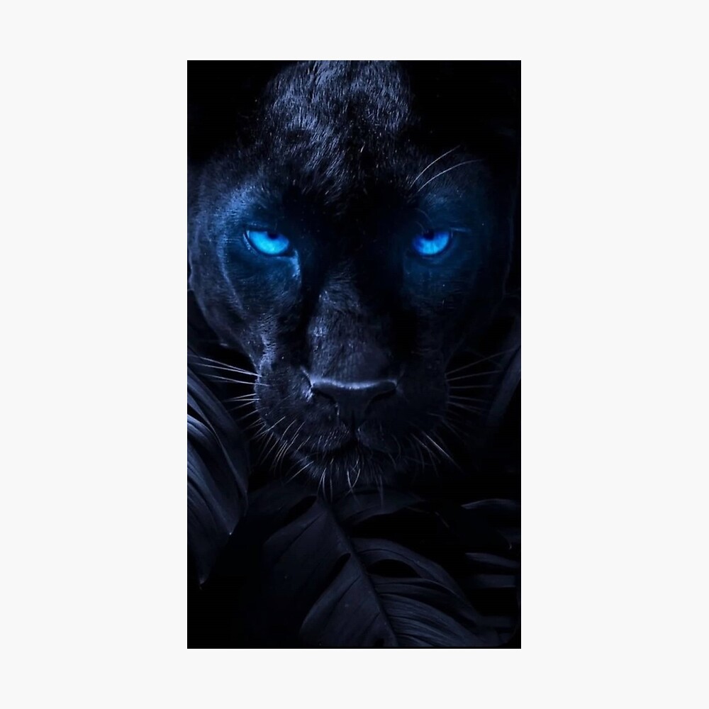Blue Eyed Black Panther Wallpapers - Wallpaper Cave