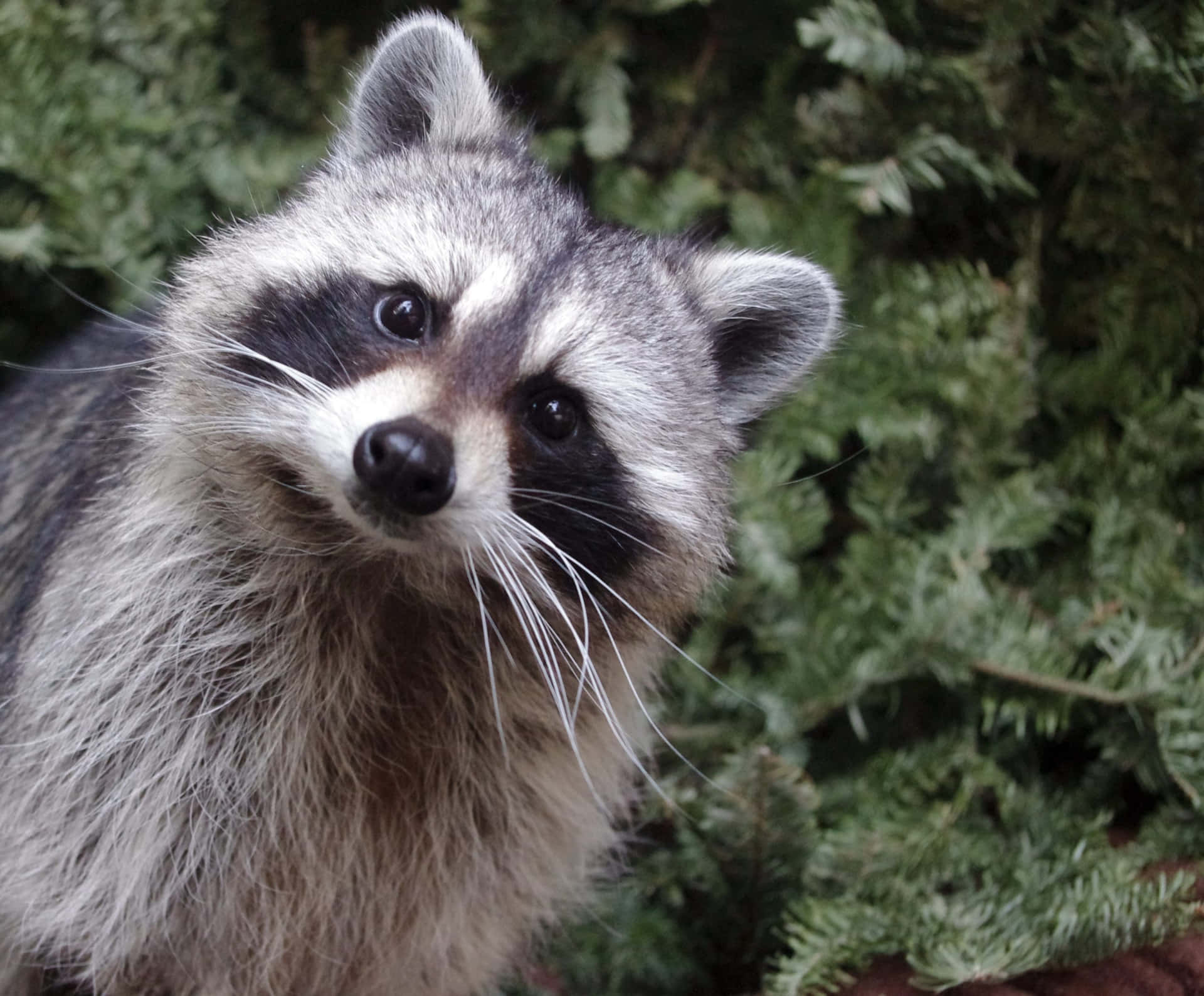 Cute Raccoon With Long Whiskers Picture