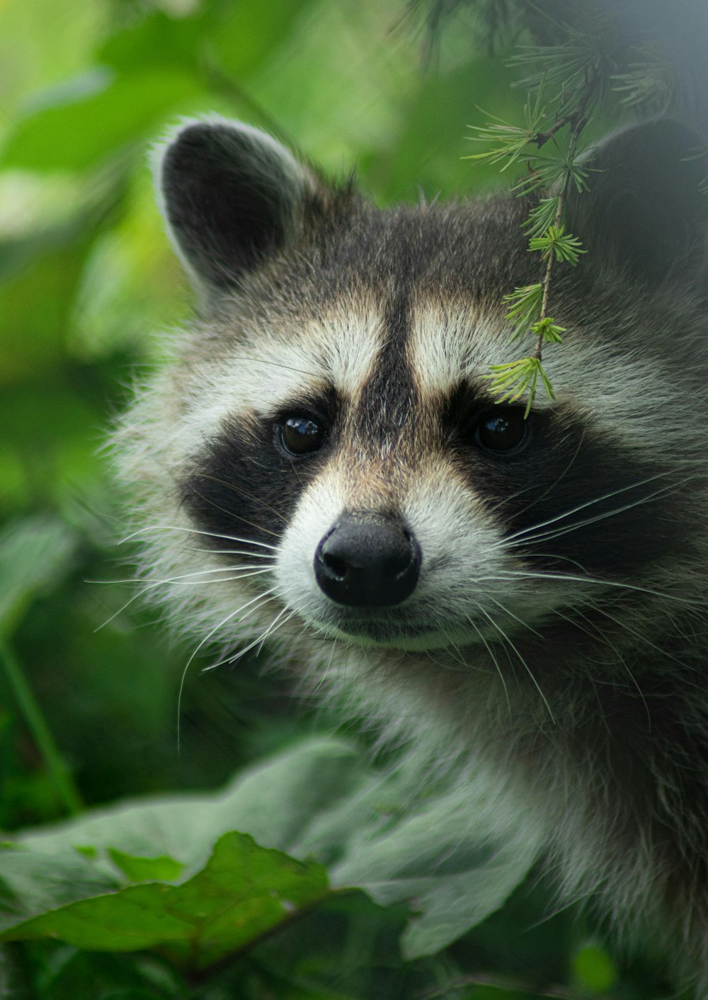 Raccoon Picture. Download Free
