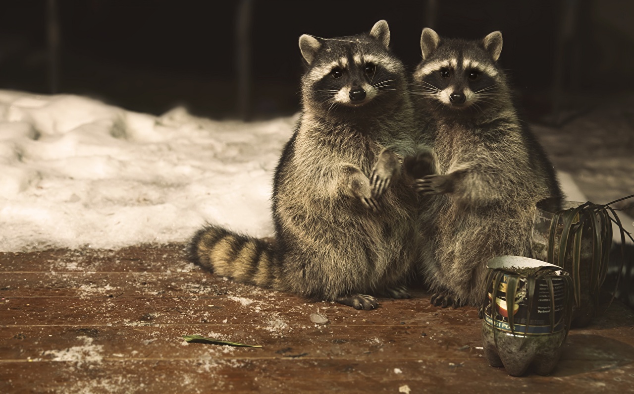 Desktop Wallpaper Raccoons pretty Two