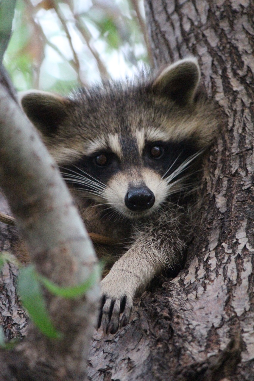 Free Baby Raccoon & Raccoon Image