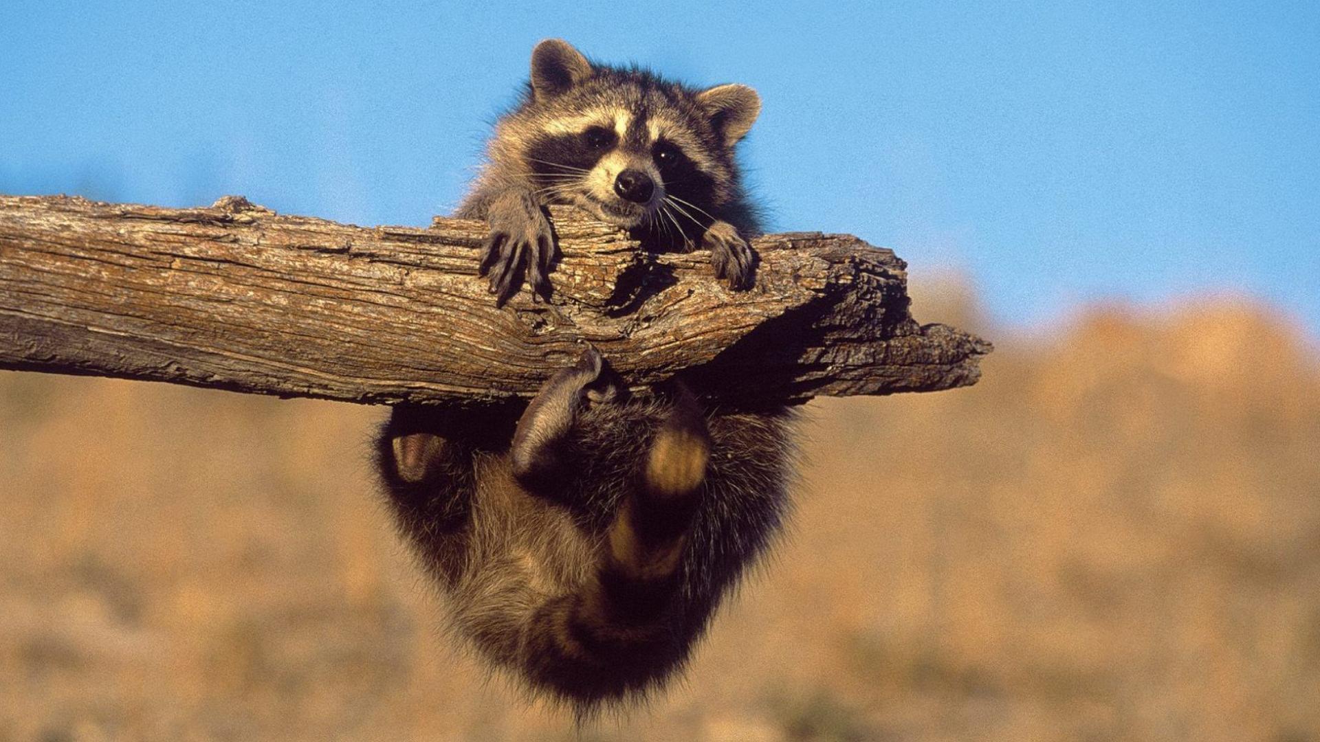 Raccoons wallpaper for mobile phone