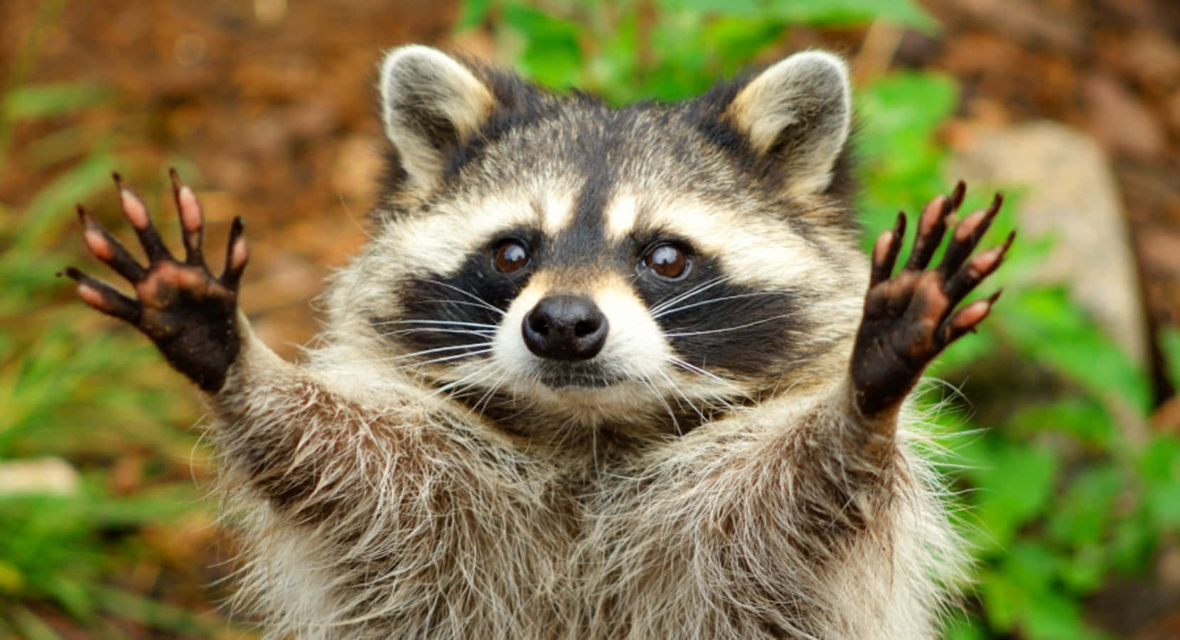 Cute Raccoon Raising Hands Picture