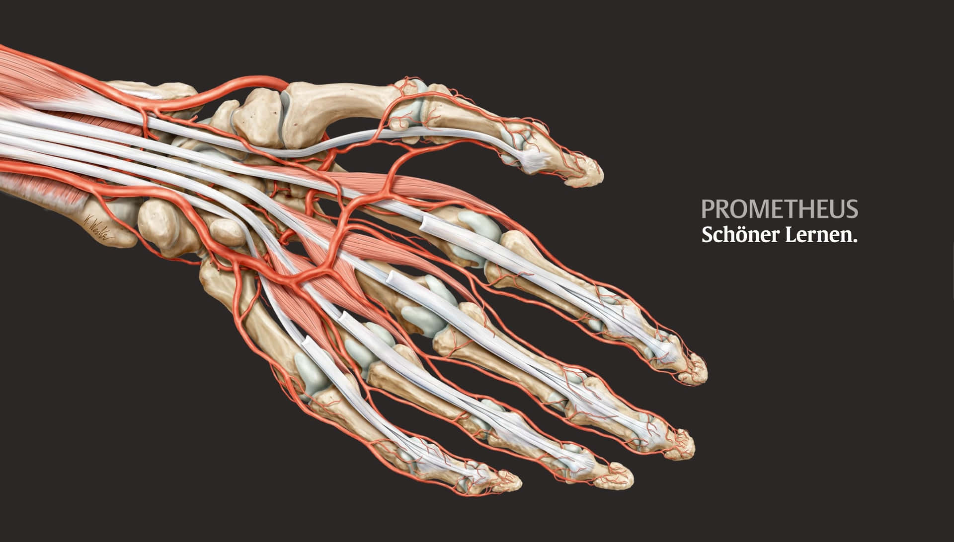 Download Detailed Anatomy of Human Body