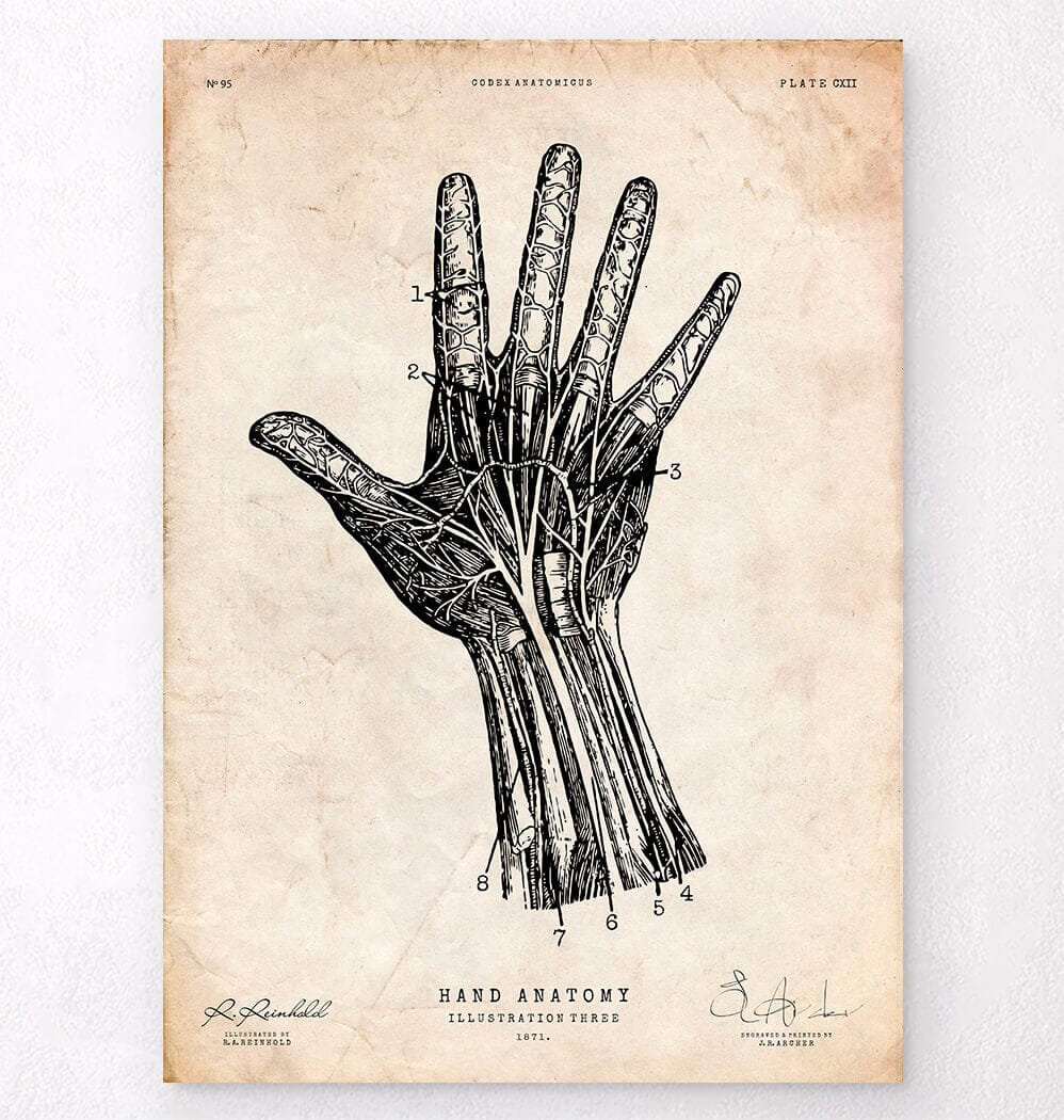 Hand anatomy chart