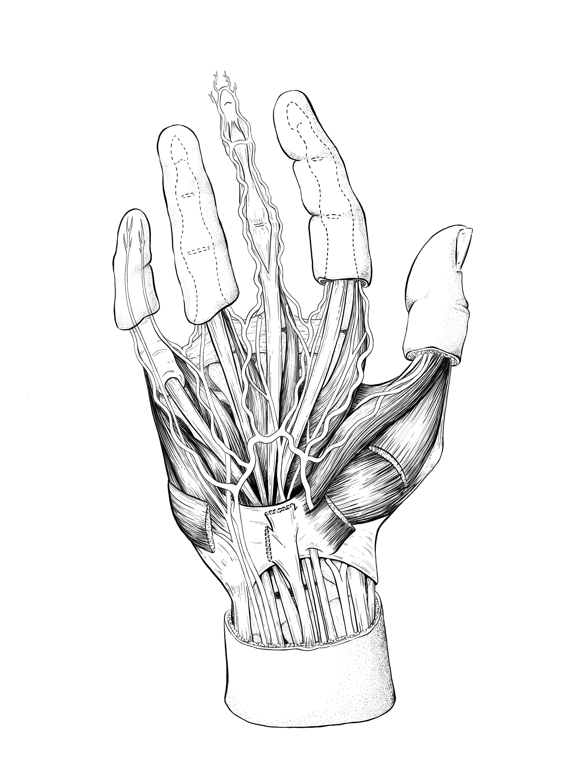 Hand Anatomy. Image - Behance