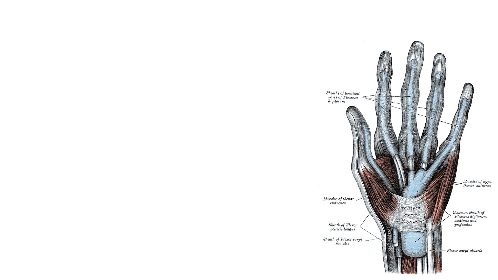 Download Artistic Anatomy HD Wallpaper