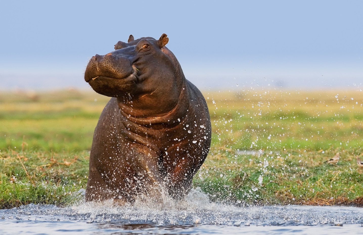 Fat Hippo Wallpapers - Wallpaper Cave