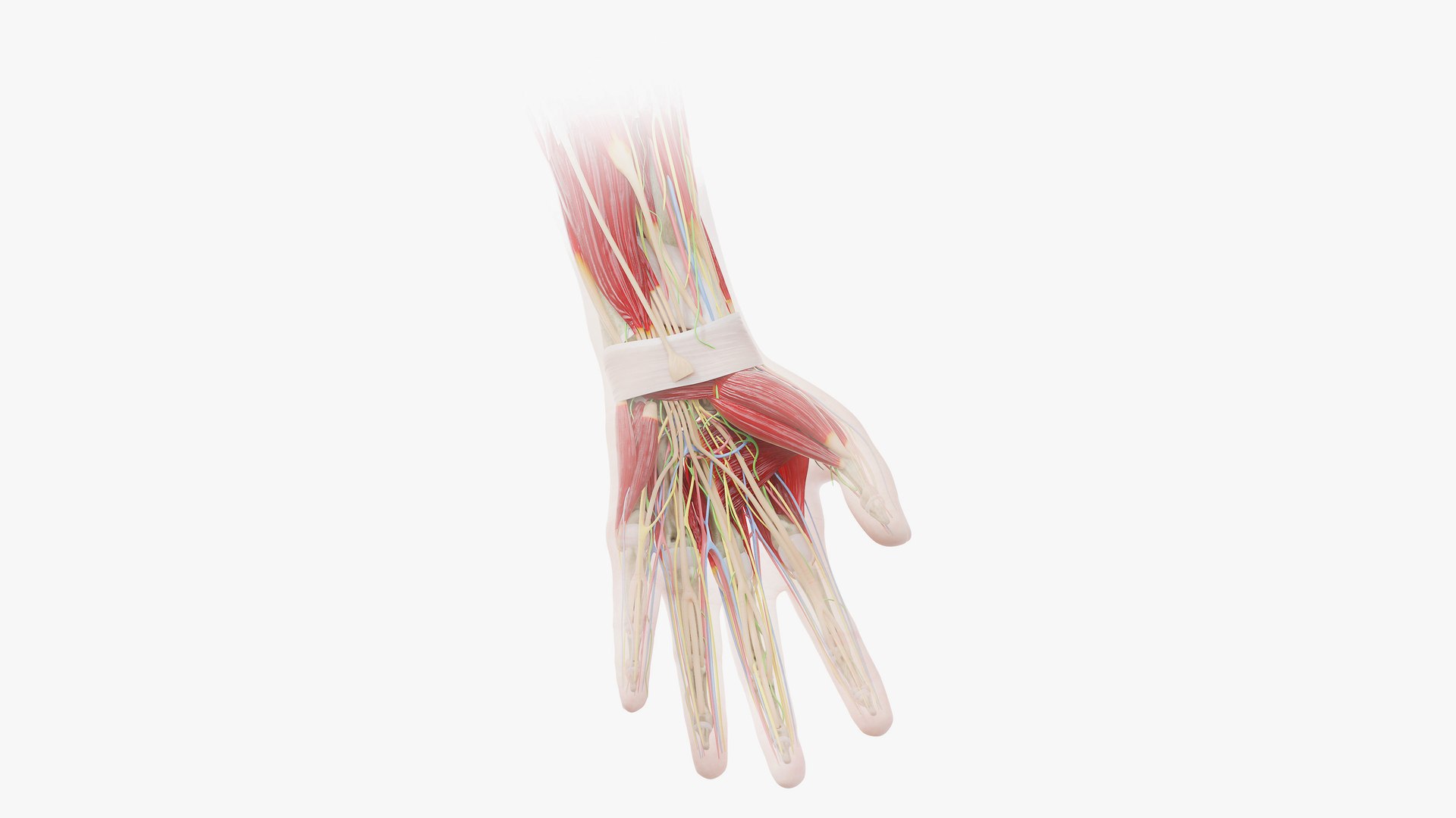 Human Male Hand Anatomy Model